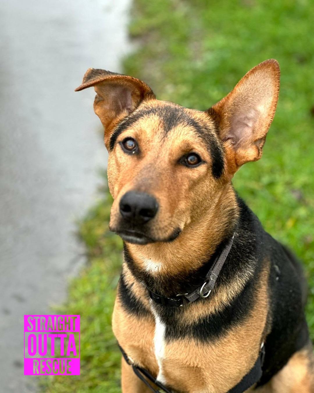 Falcon, an adopted mixed breed in Vancouver, BC image 2/6