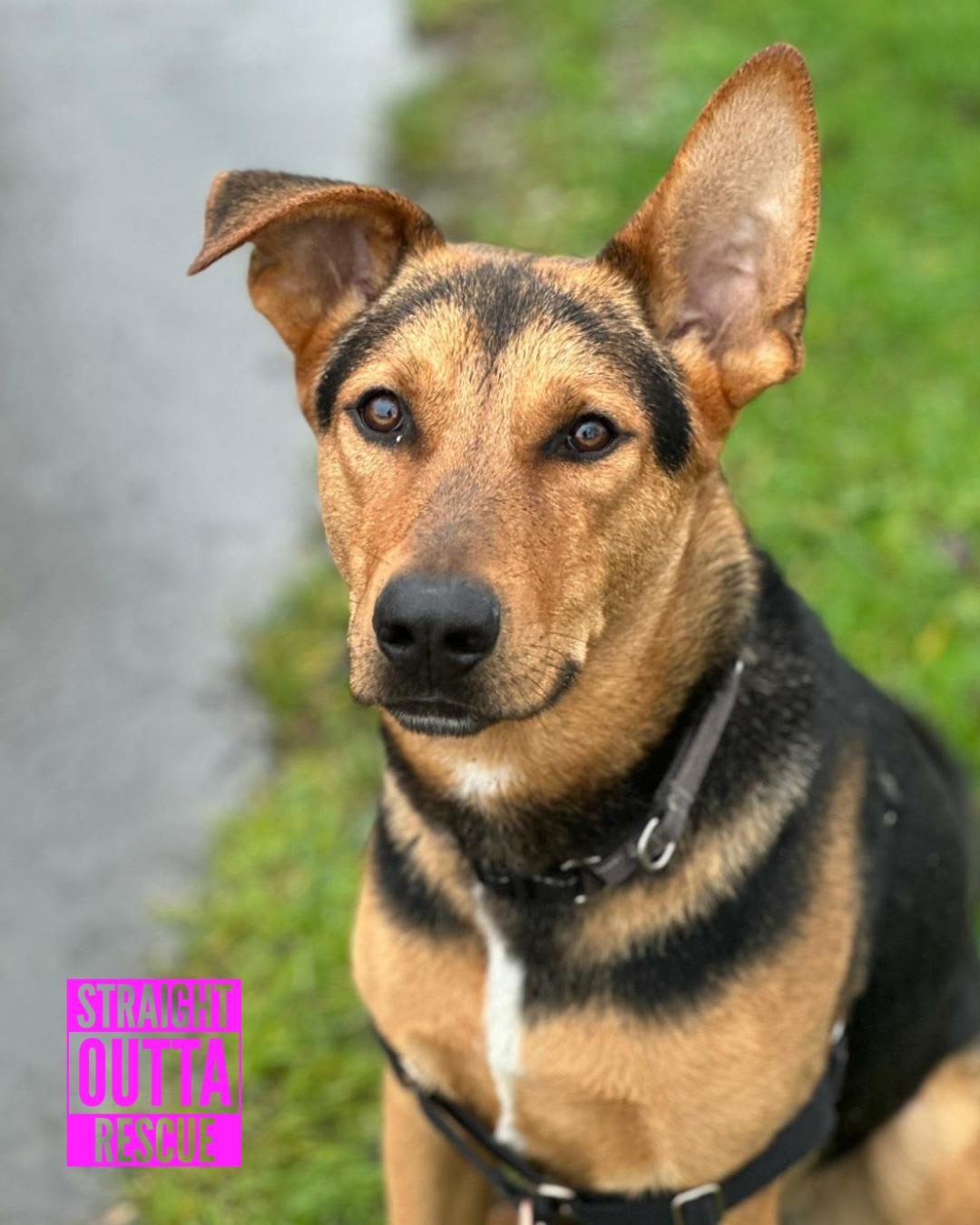 Falcon, an adopted mixed breed in Vancouver, BC image 5/6