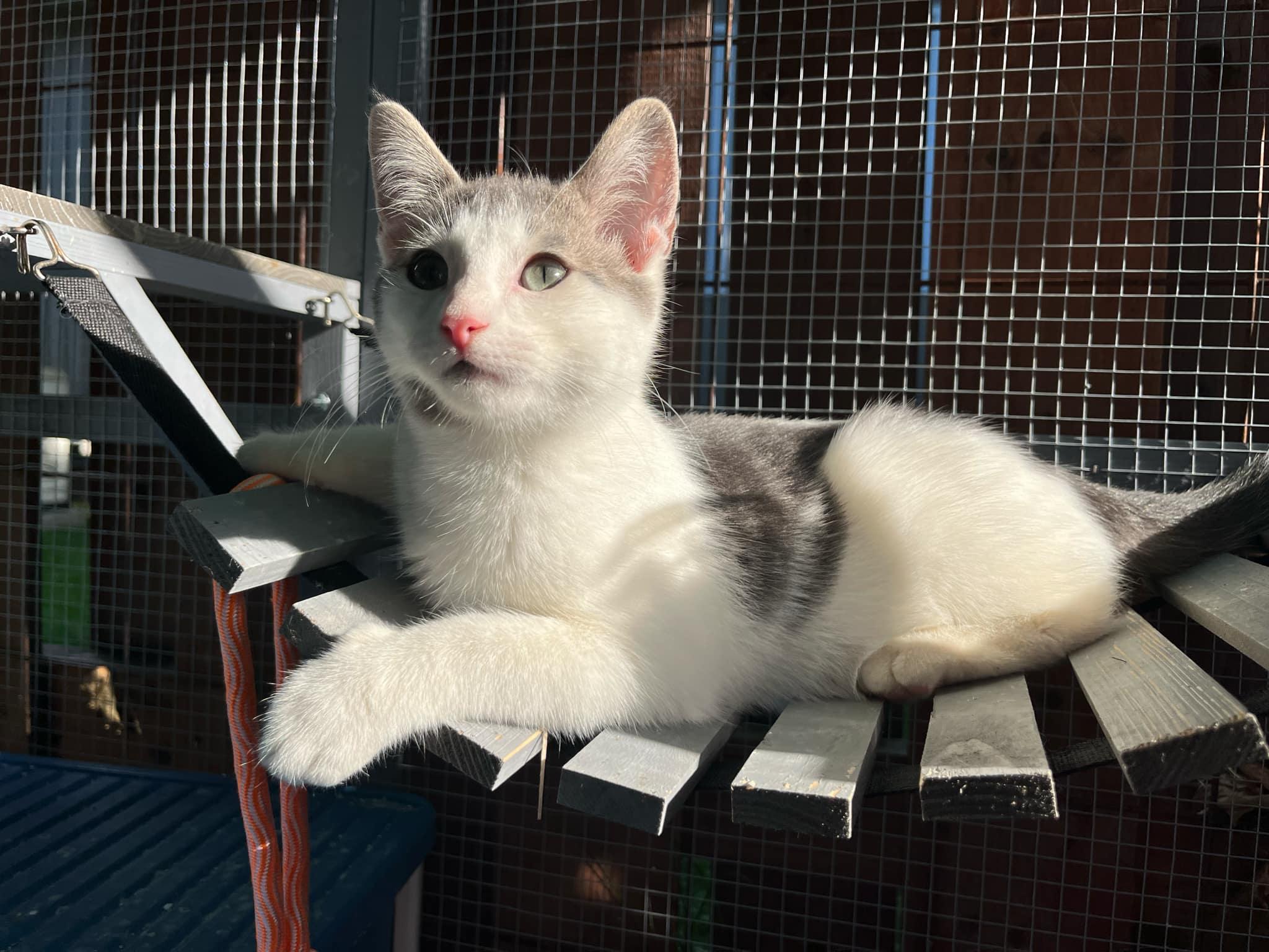 Bernard, Adopted, Young Male Domestic Short Hair.
