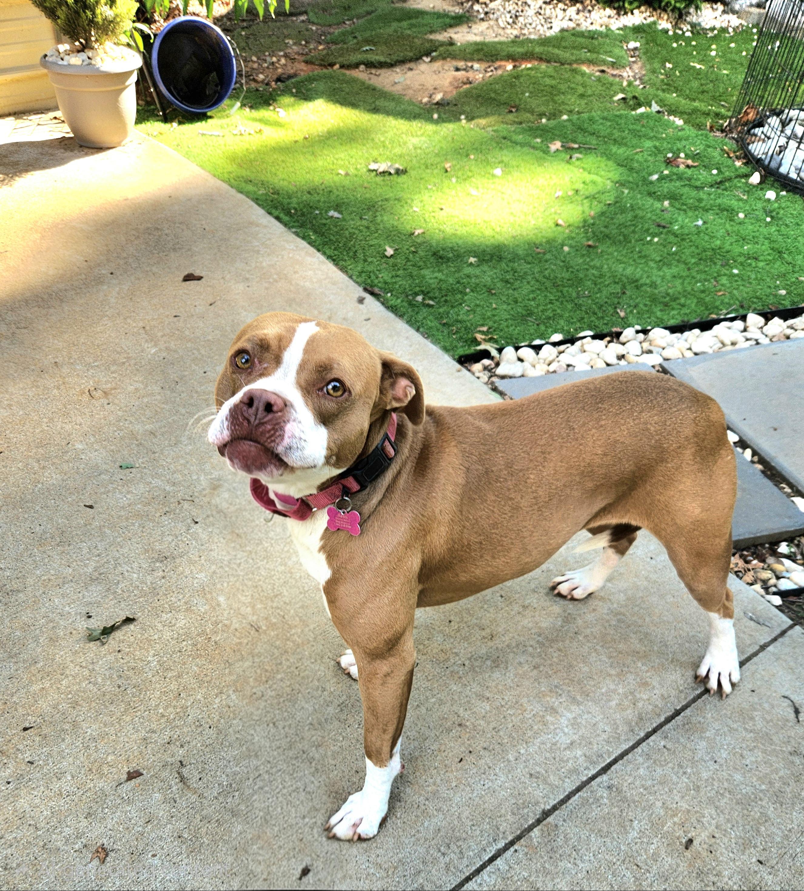 Sandy, a ADOPTABLE mixed breed in Pelzer, SC image 5/6