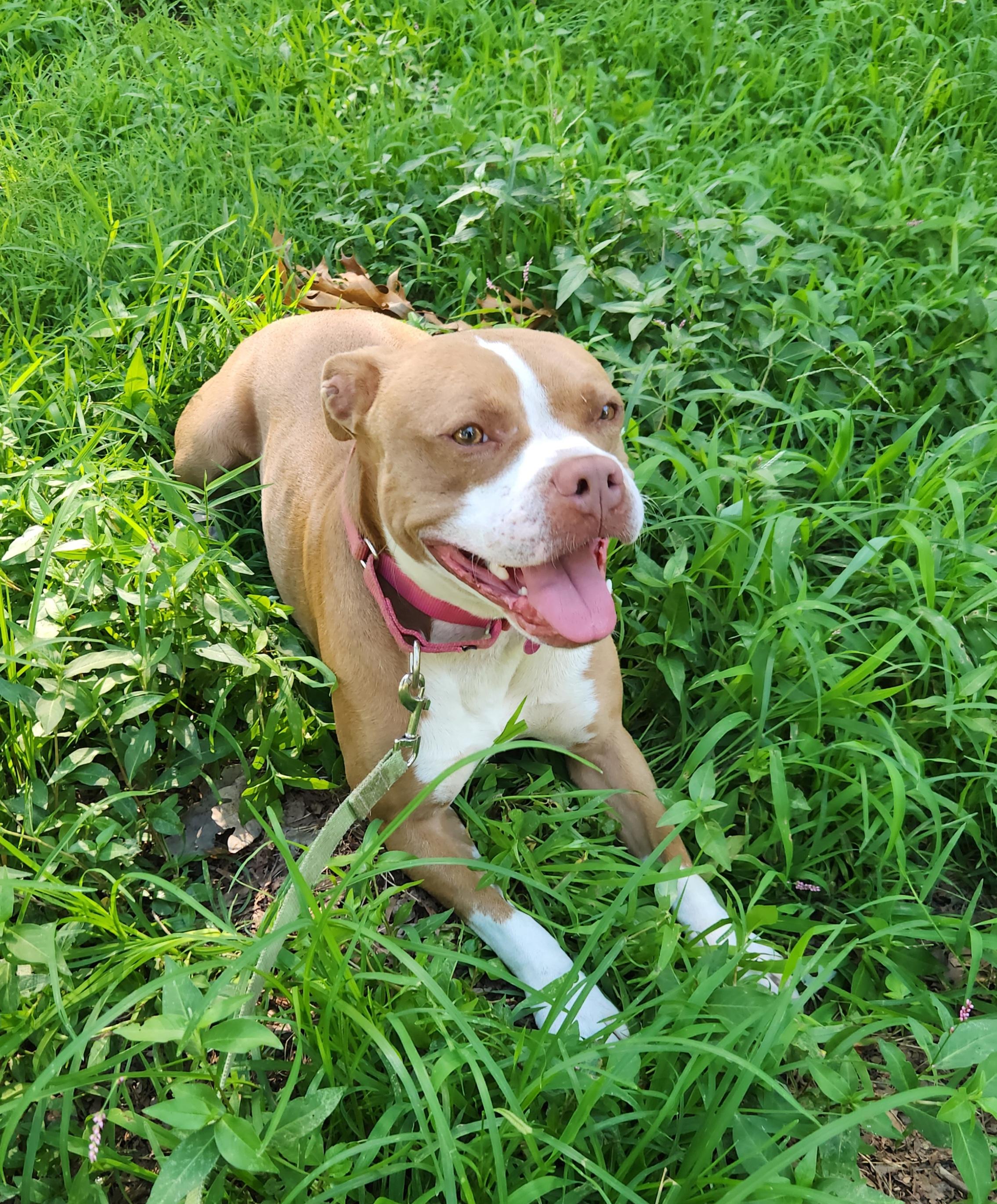 Sandy, a ADOPTABLE mixed breed in Pelzer, SC image 2/6