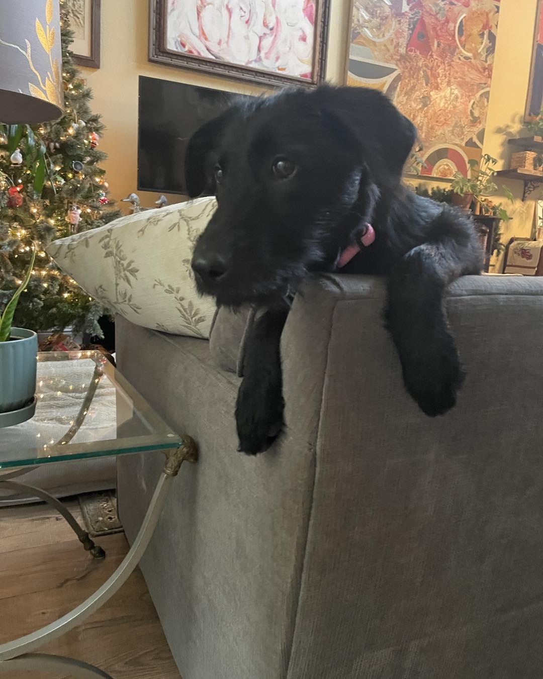 Enlarge Maya, a ADOPTABLE Labradoodle in Sacramento, CA image 5/5