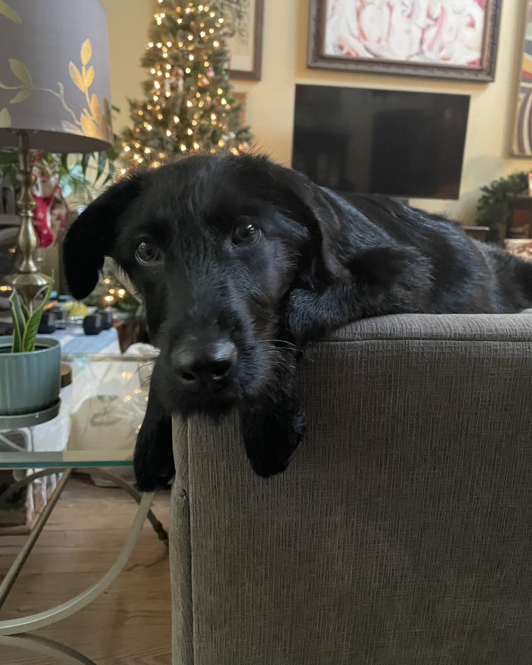 Enlarge Maya, a ADOPTABLE Labradoodle in Sacramento, CA image 3/5