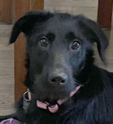 Maya, ADOPTABLE, Puppy Female Labradoodle.