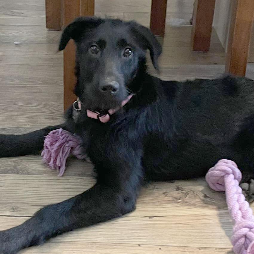 Enlarge Maya, a ADOPTABLE Labradoodle in Sacramento, CA image 4/5