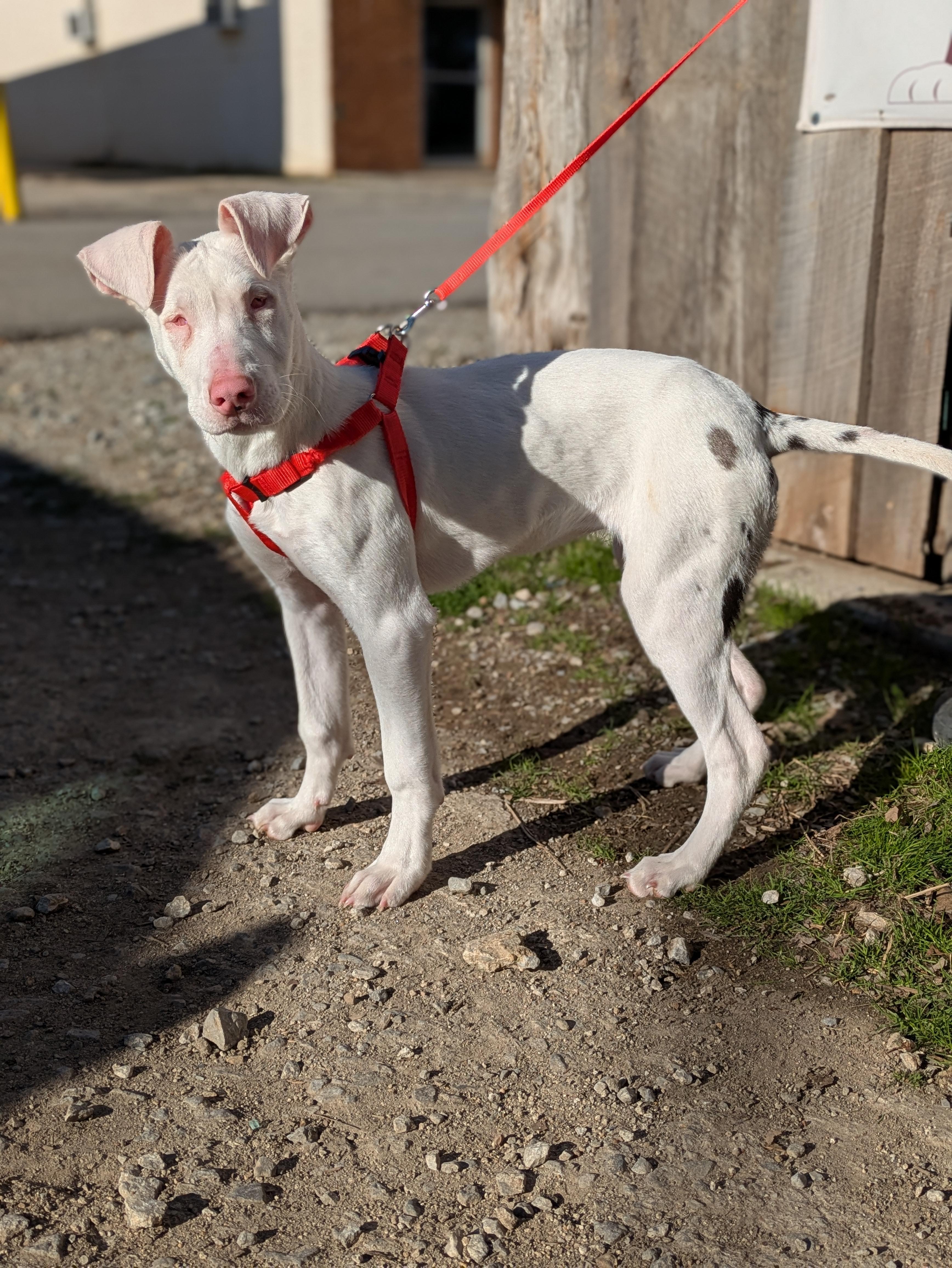Enlarge Aspen, a ADOPTABLE Mixed Breed in Huntsville, AL image 5/6