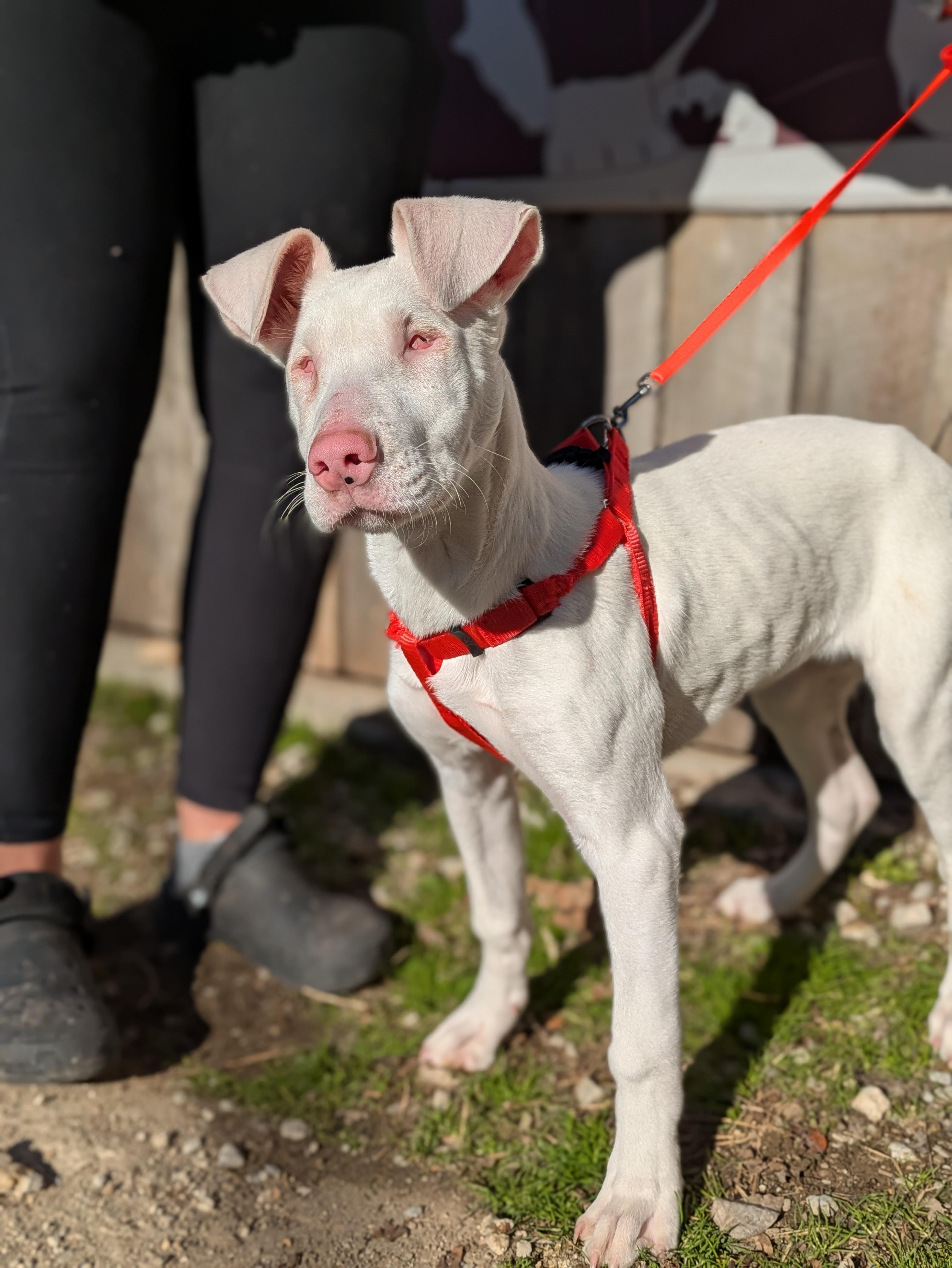 Enlarge Aspen, a ADOPTABLE Mixed Breed in Huntsville, AL image 3/6