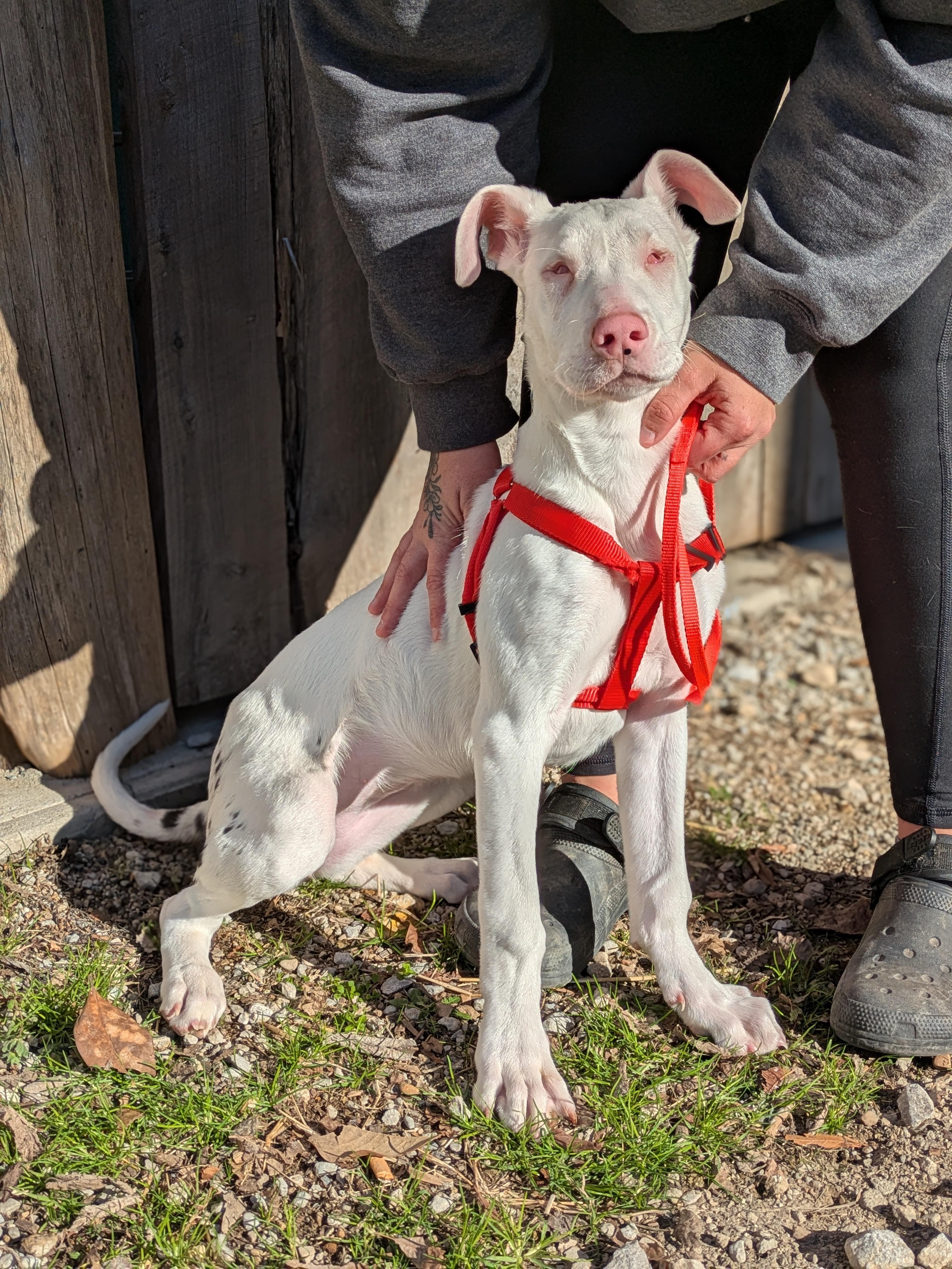 Aspen, ADOPTABLE, Puppy Female Mixed Breed.