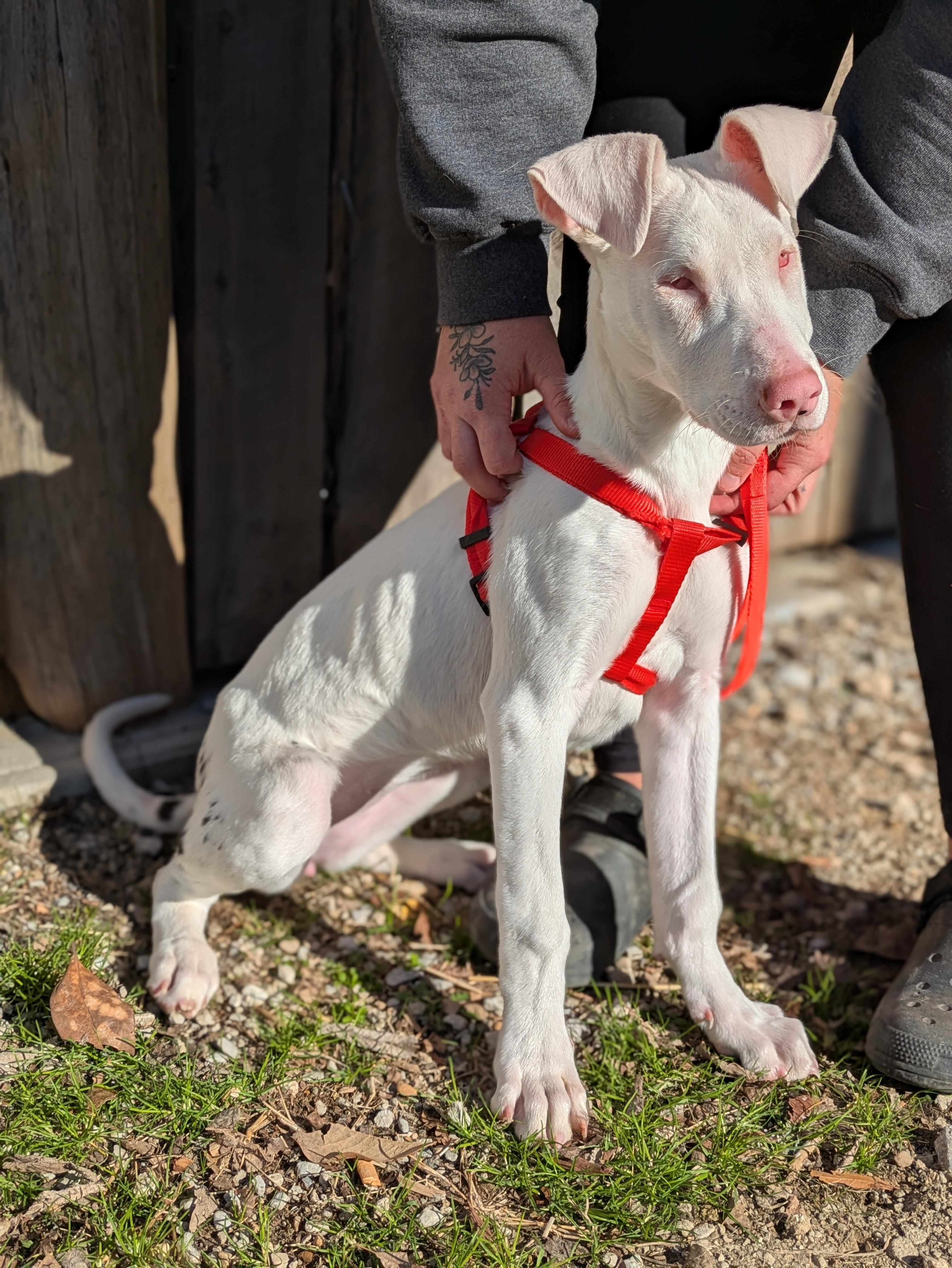 Enlarge Aspen, a ADOPTABLE Mixed Breed in Huntsville, AL image 2/6