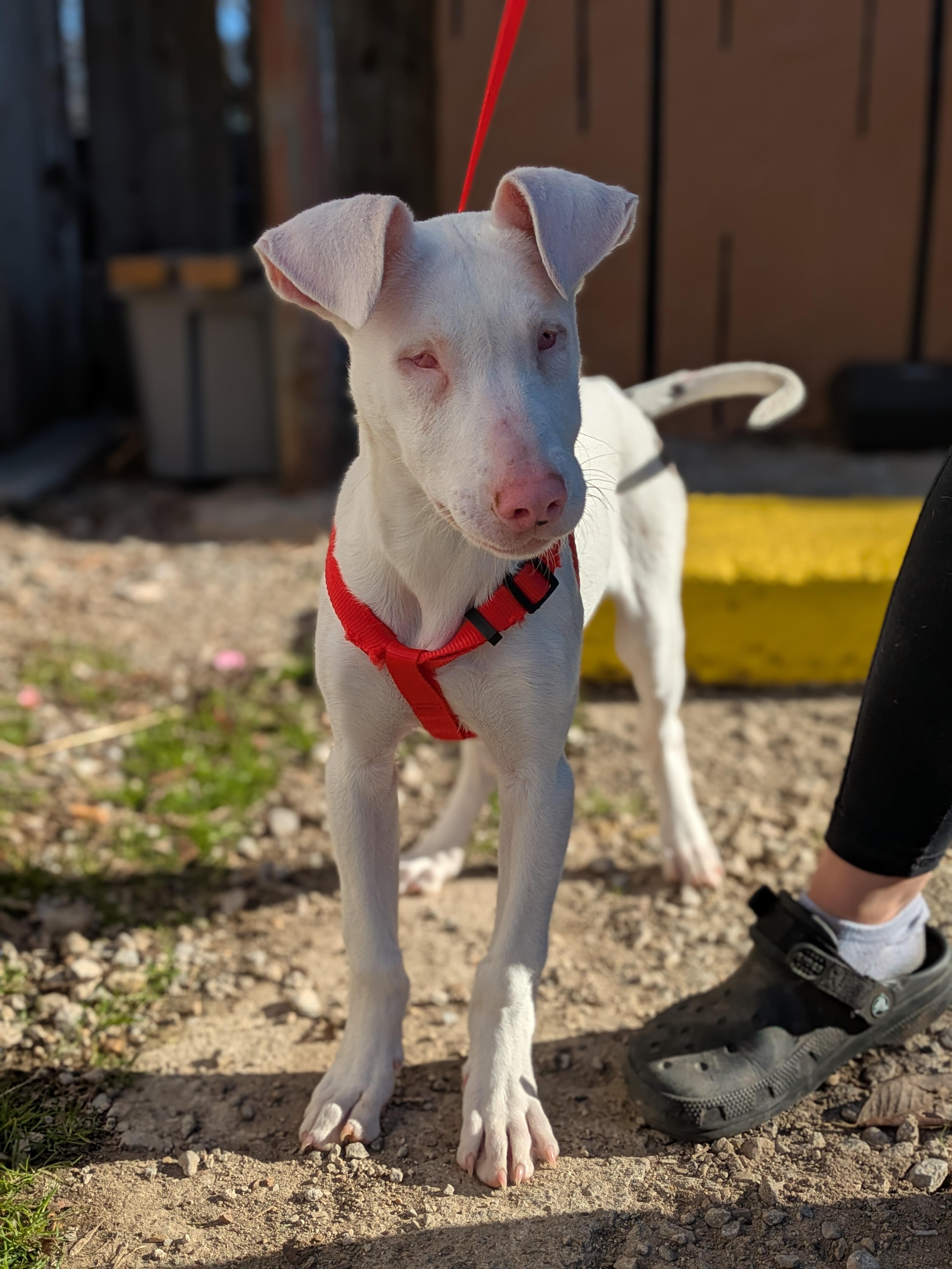 Enlarge Aspen, a ADOPTABLE Mixed Breed in Huntsville, AL image 4/6