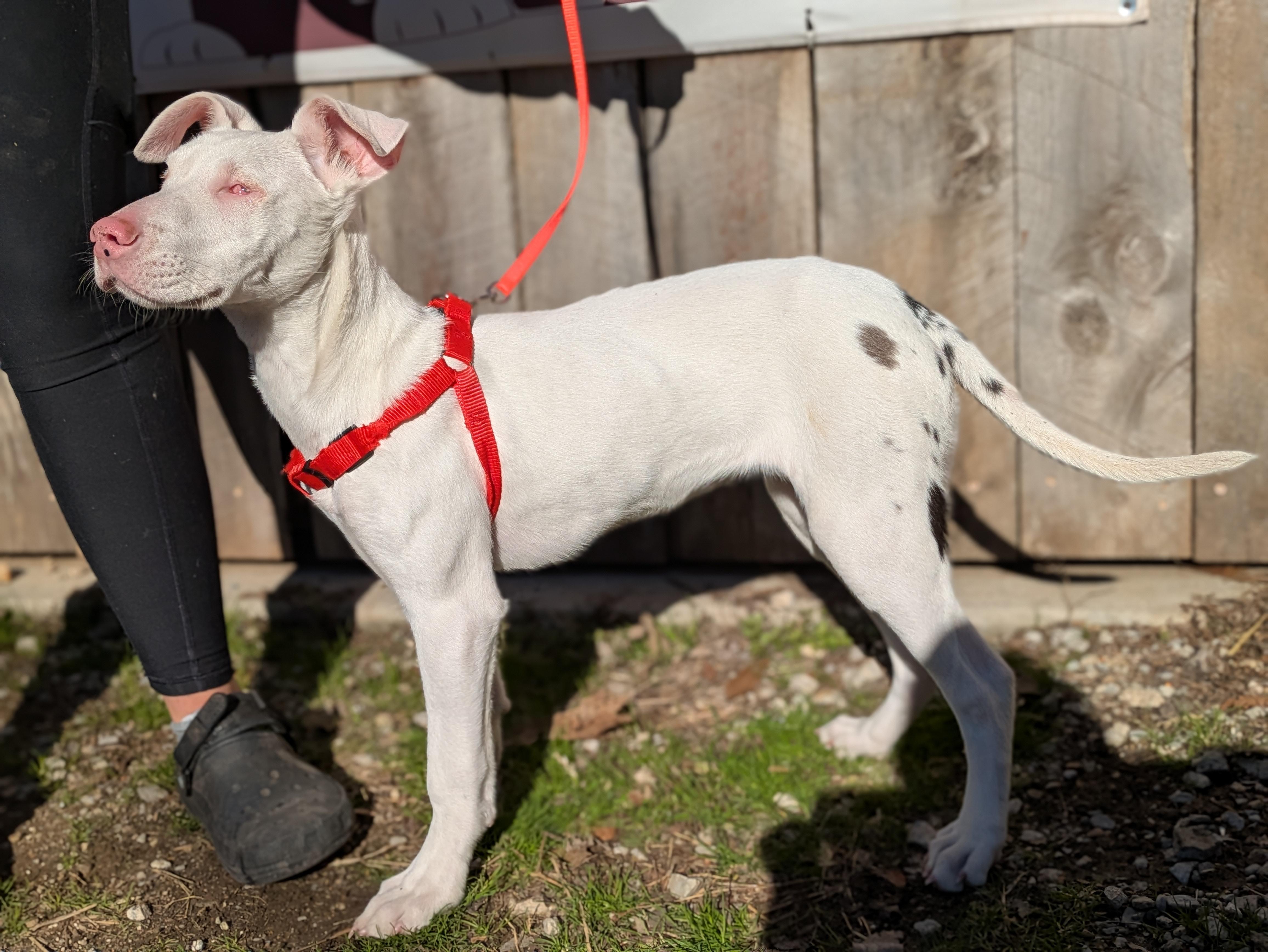 Enlarge Aspen, a ADOPTABLE Mixed Breed in Huntsville, AL image 6/6