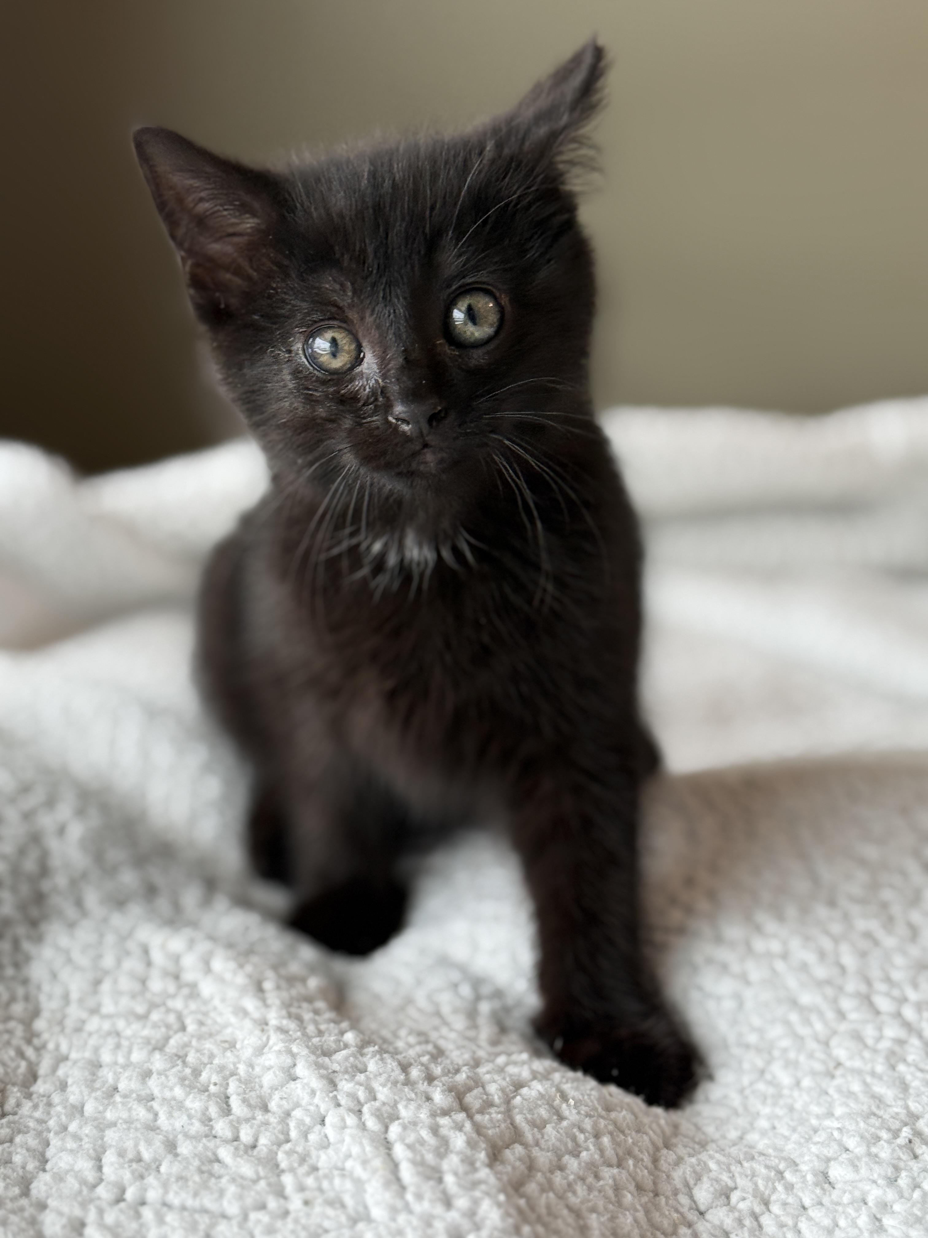 Rowdy Wade, a Adoptable Domestic Medium Hair in Hartville, OH image 1/5