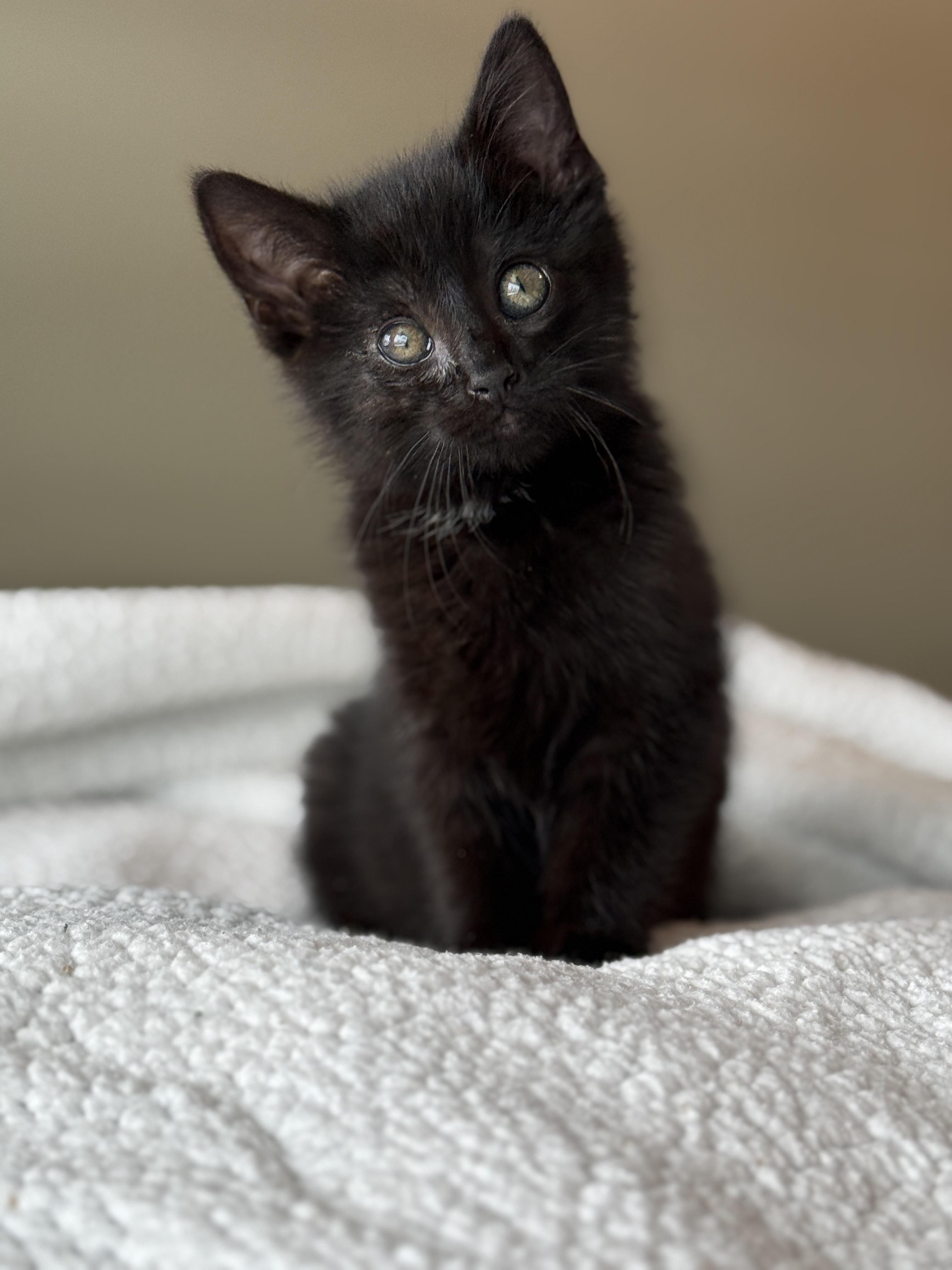 Rowdy Wade, a Adoptable Domestic Medium Hair in Hartville, OH image 2/5