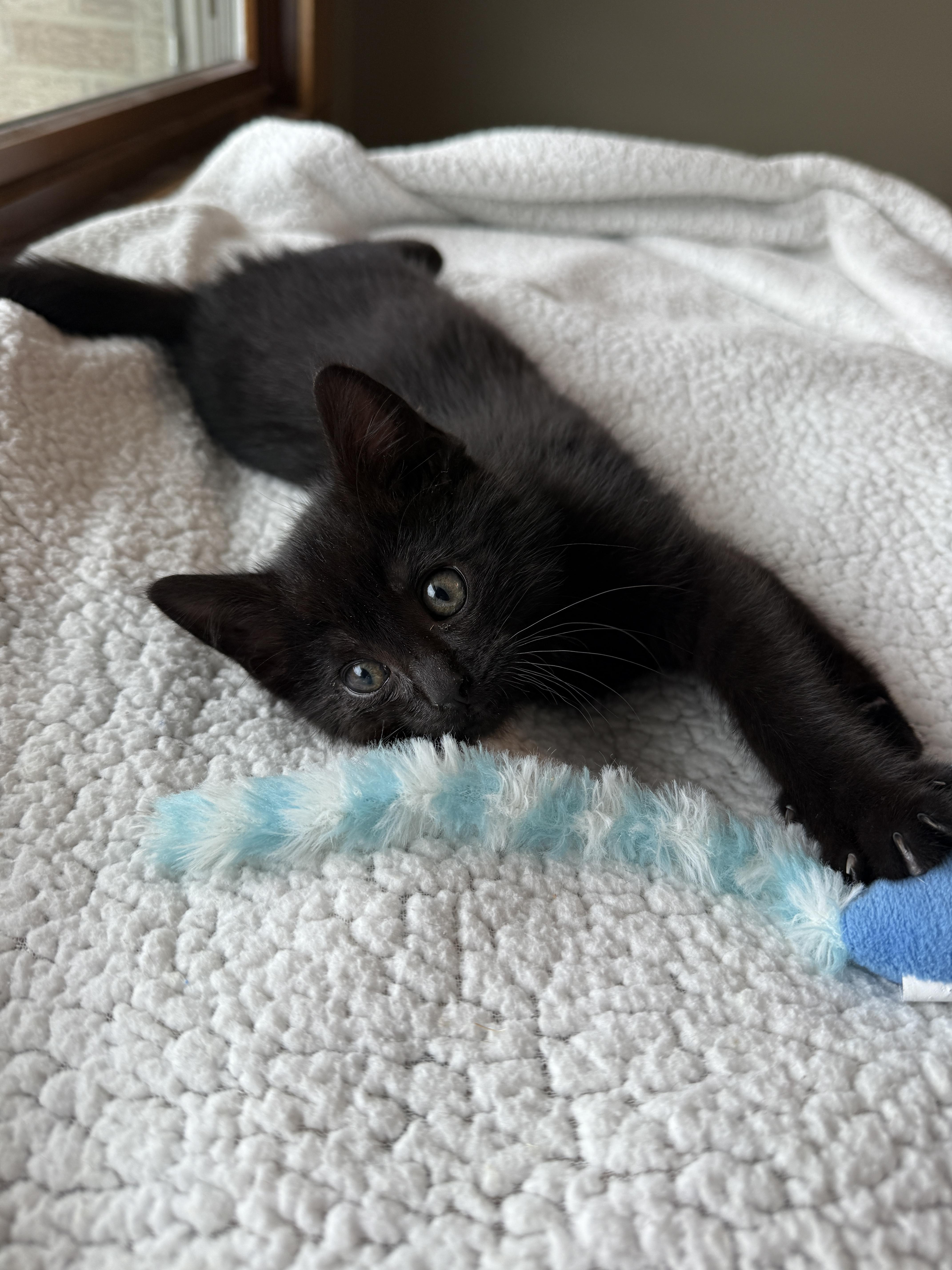 Rowdy Wade, a Adoptable Domestic Medium Hair in Hartville, OH image 3/5