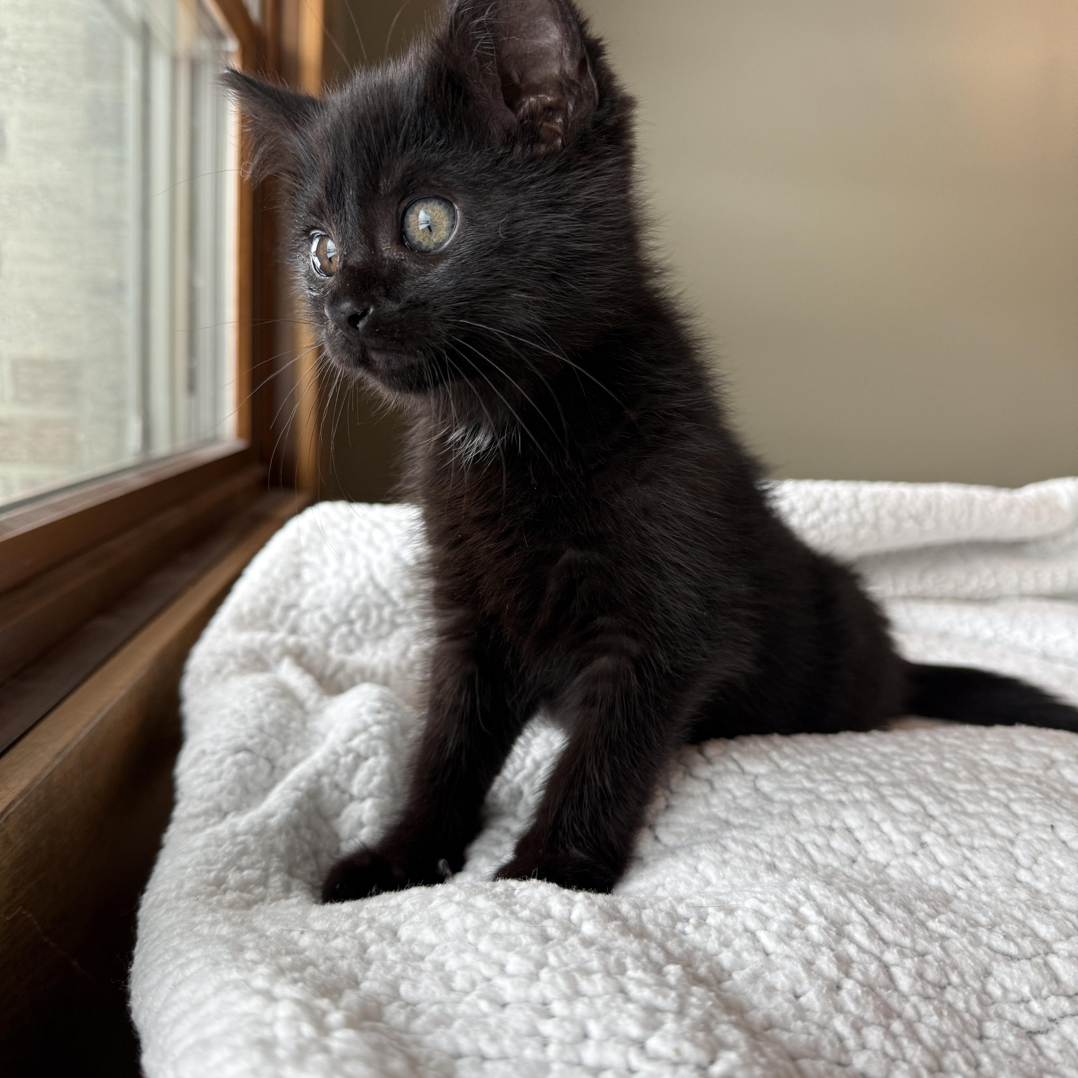 Rowdy Wade, a Adoptable Domestic Medium Hair in Hartville, OH image 4/5