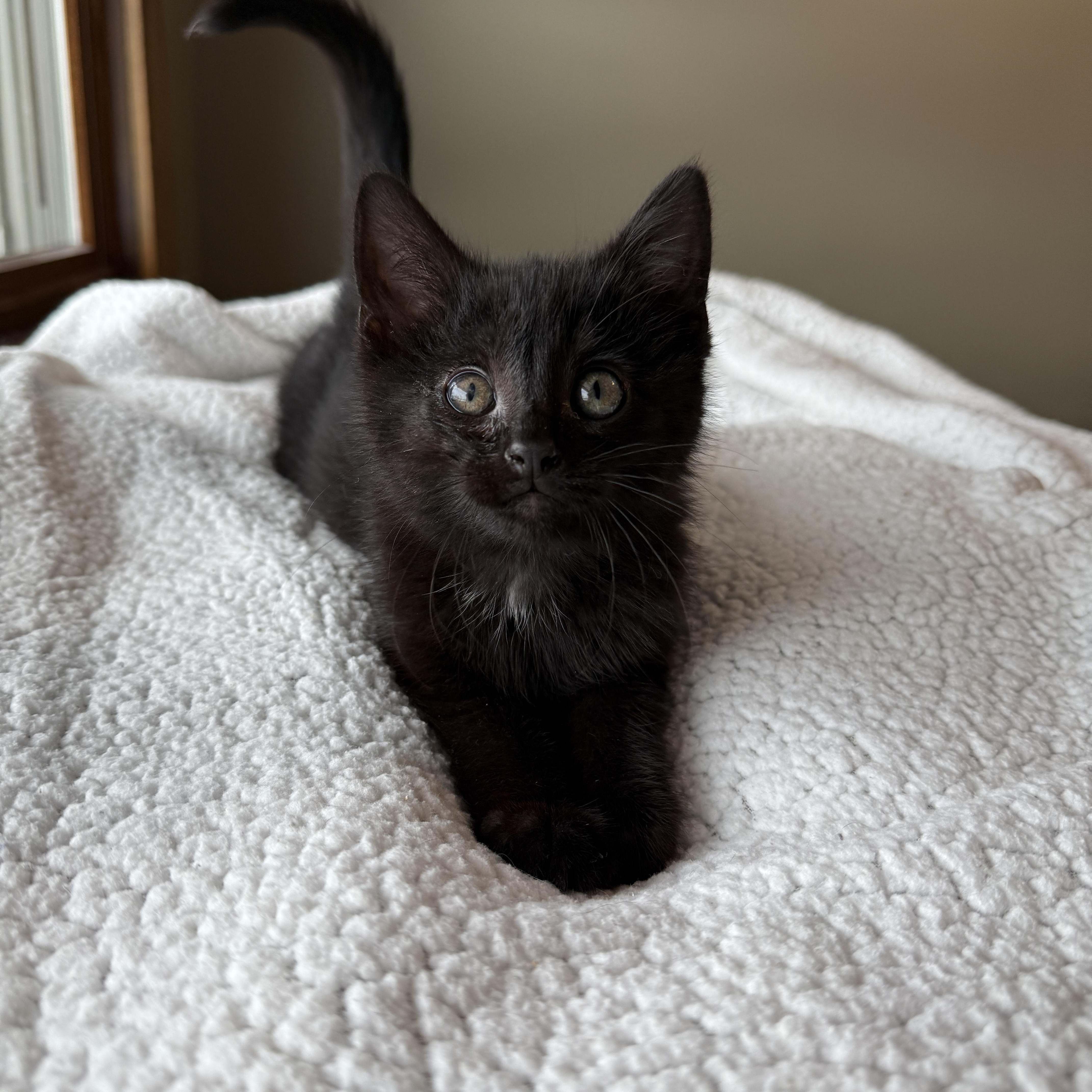 Rowdy Wade, a Adoptable Domestic Medium Hair in Hartville, OH image 5/5