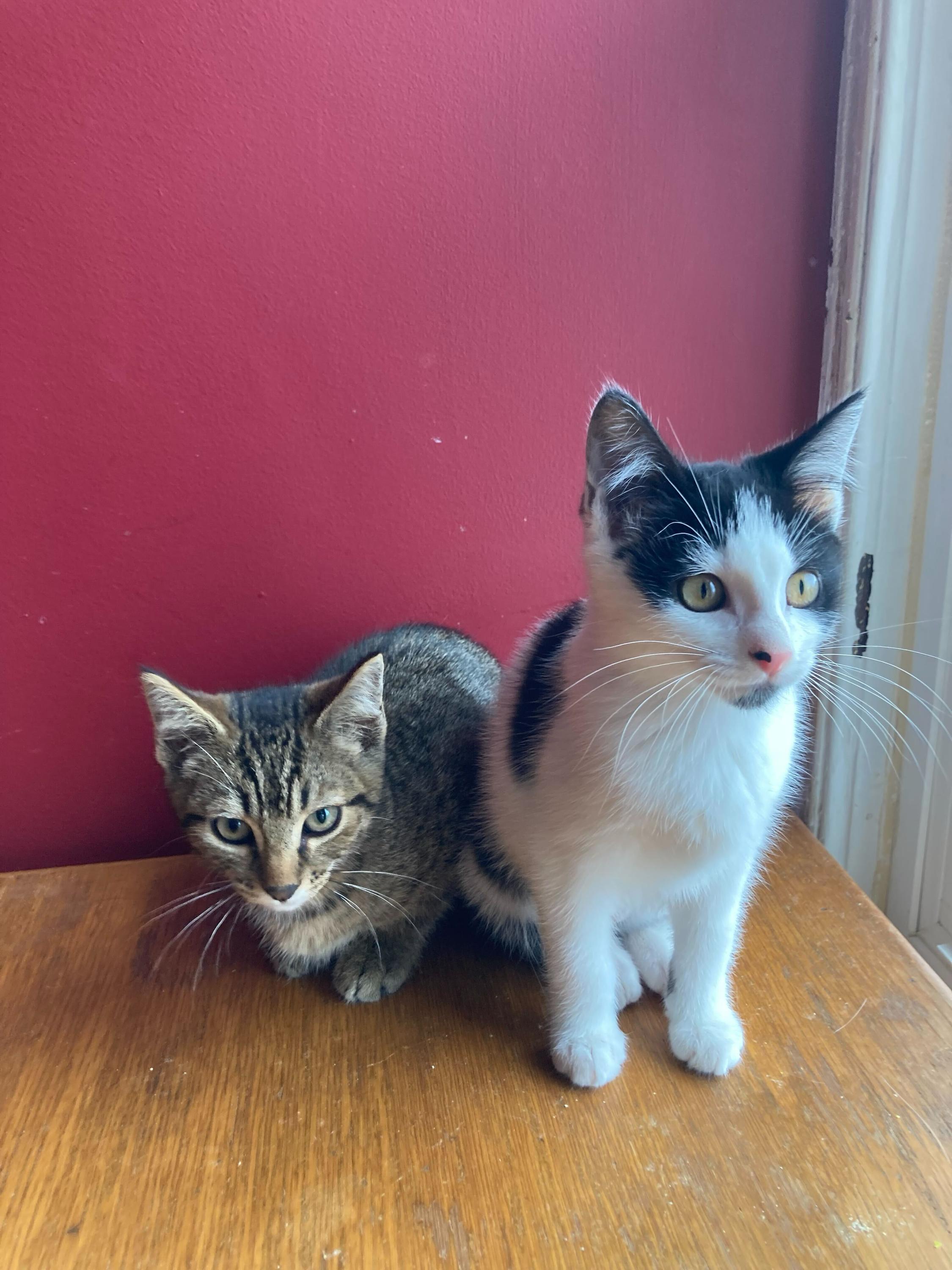 Colonel Mustard and Miss Scarlet