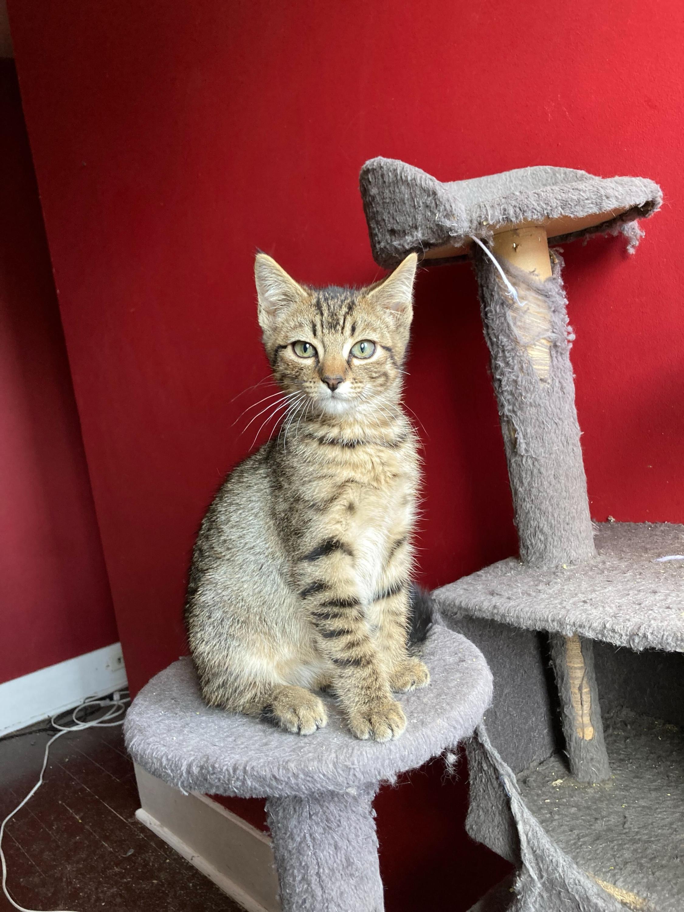 Colonel Mustard and Miss Scarlet, a Adoptable Domestic Short Hair in Seattle, WA image 2/5