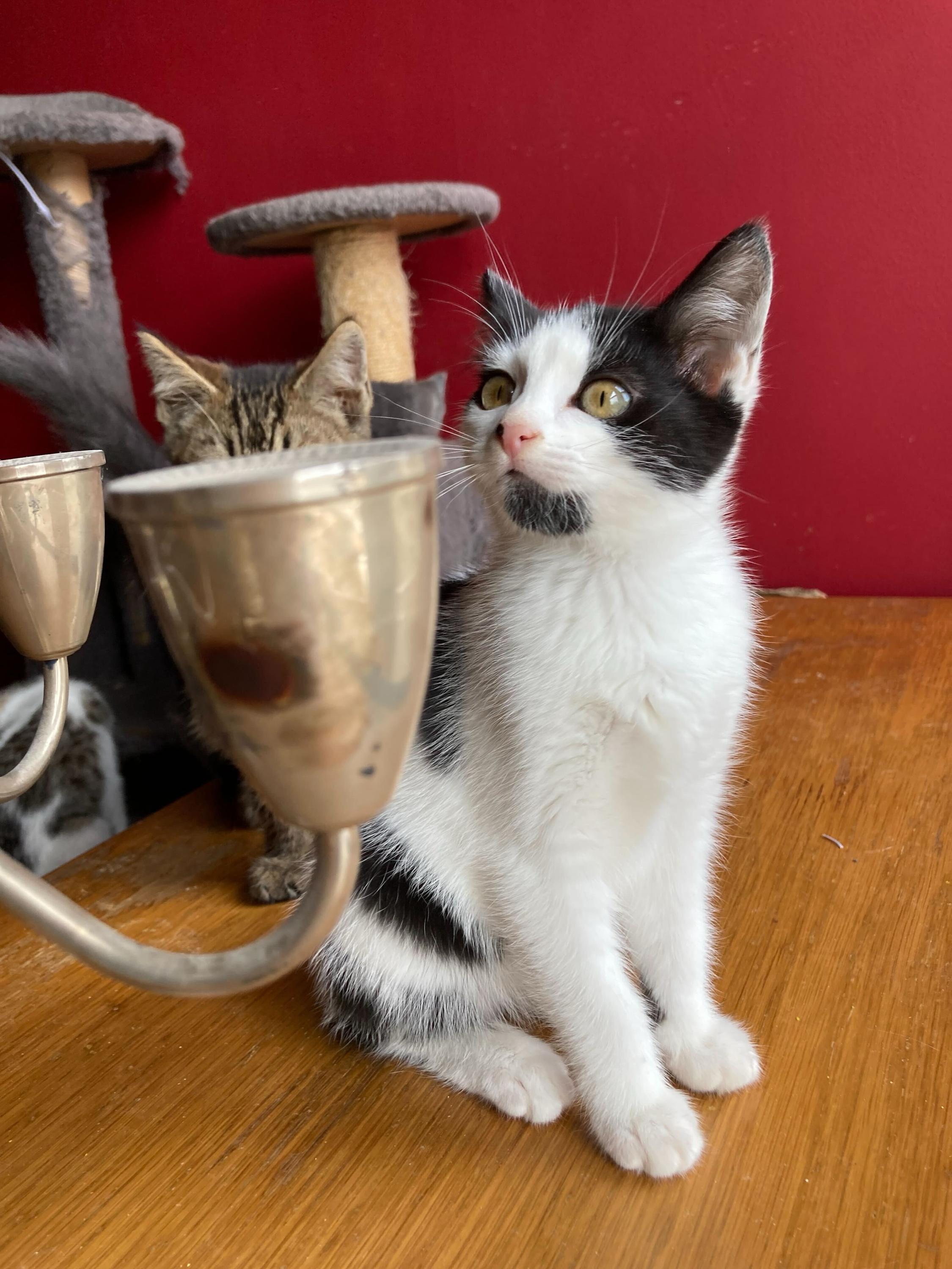 Colonel Mustard and Miss Scarlet, a Adoptable Domestic Short Hair in Seattle, WA image 3/5