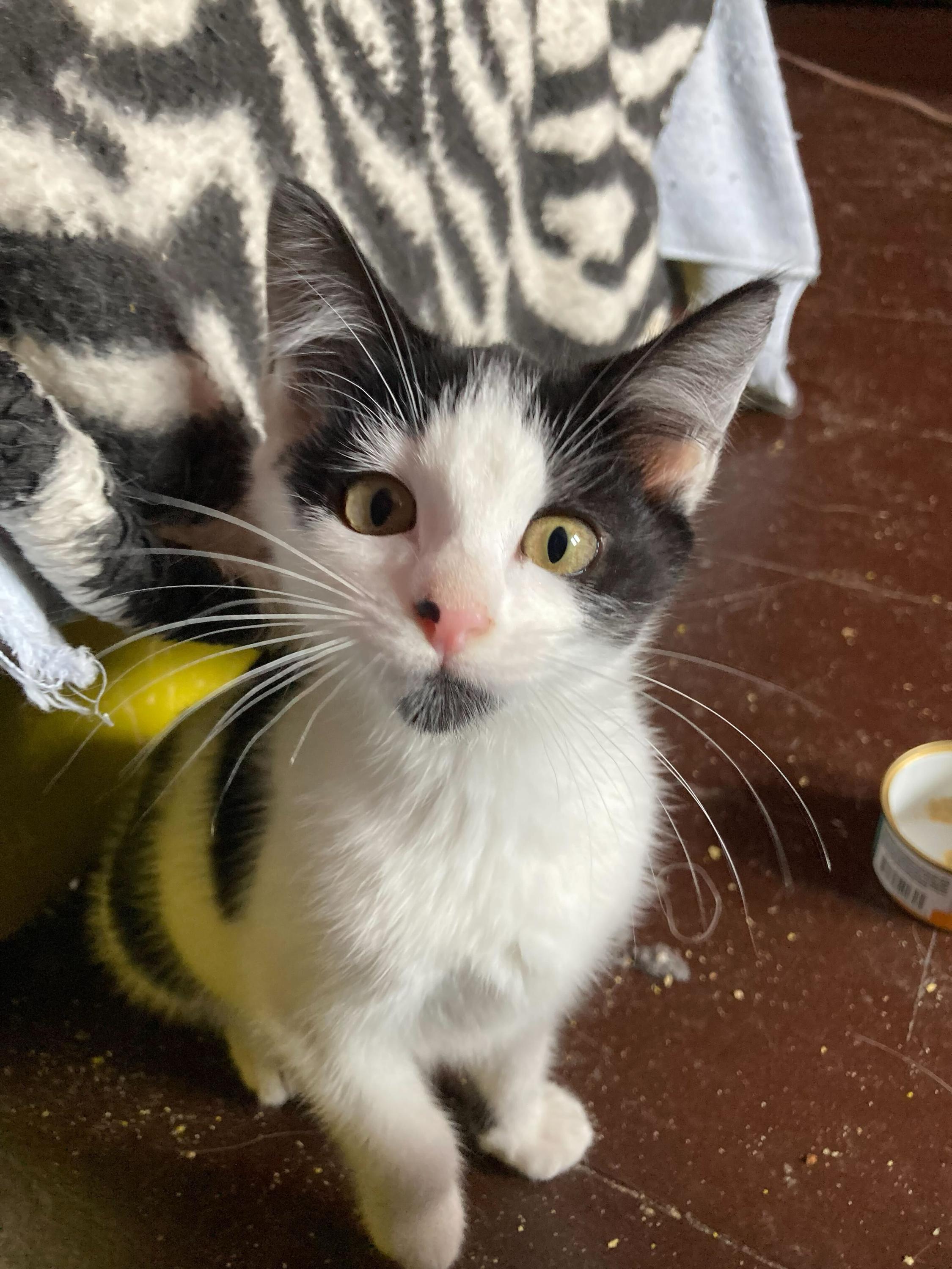Colonel Mustard and Miss Scarlet, a Adoptable Domestic Short Hair in Seattle, WA image 4/5