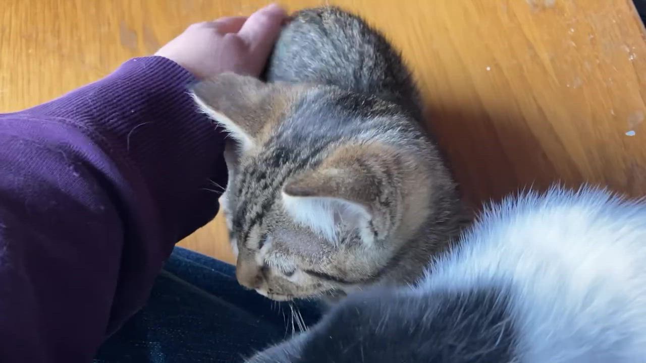 Enlarge Colonel Mustard and Miss Scarlet, a Adoptable Domestic Short Hair in Seattle, WA video 5/5