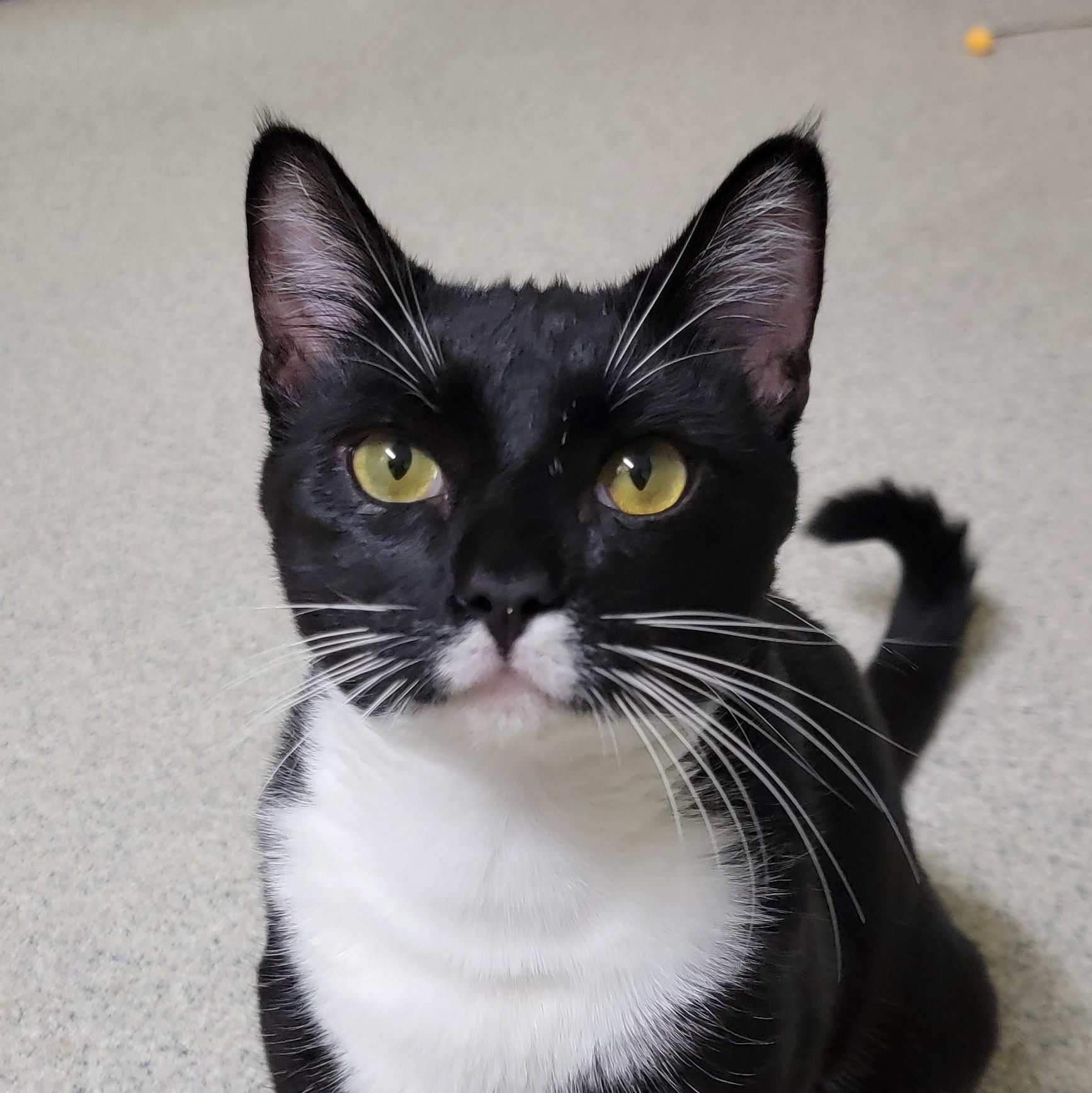 Tatum, an adoptable mixed breed in Camp Pendleton, CA image 1/3