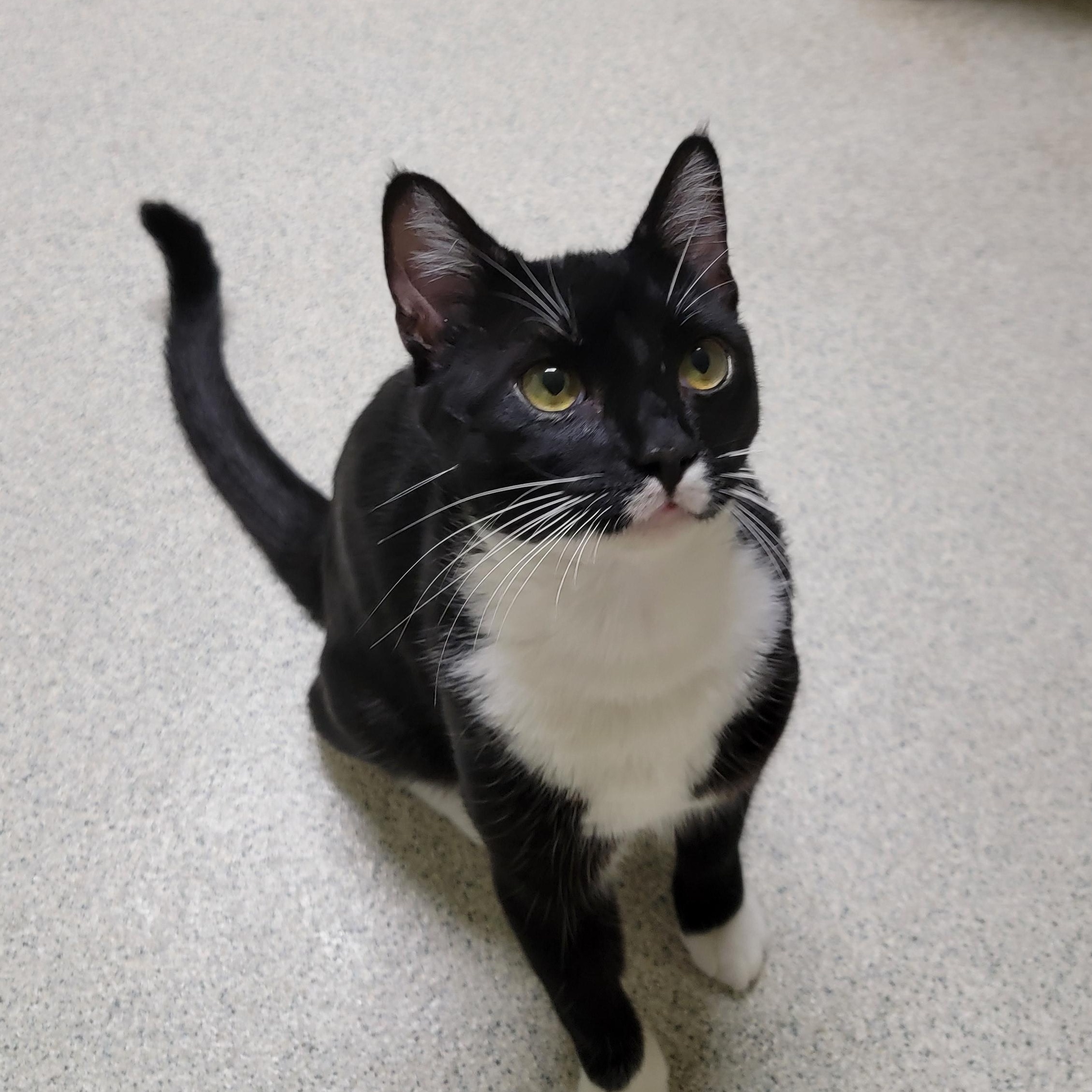 Tatum, an adoptable mixed breed in Camp Pendleton, CA image 2/3