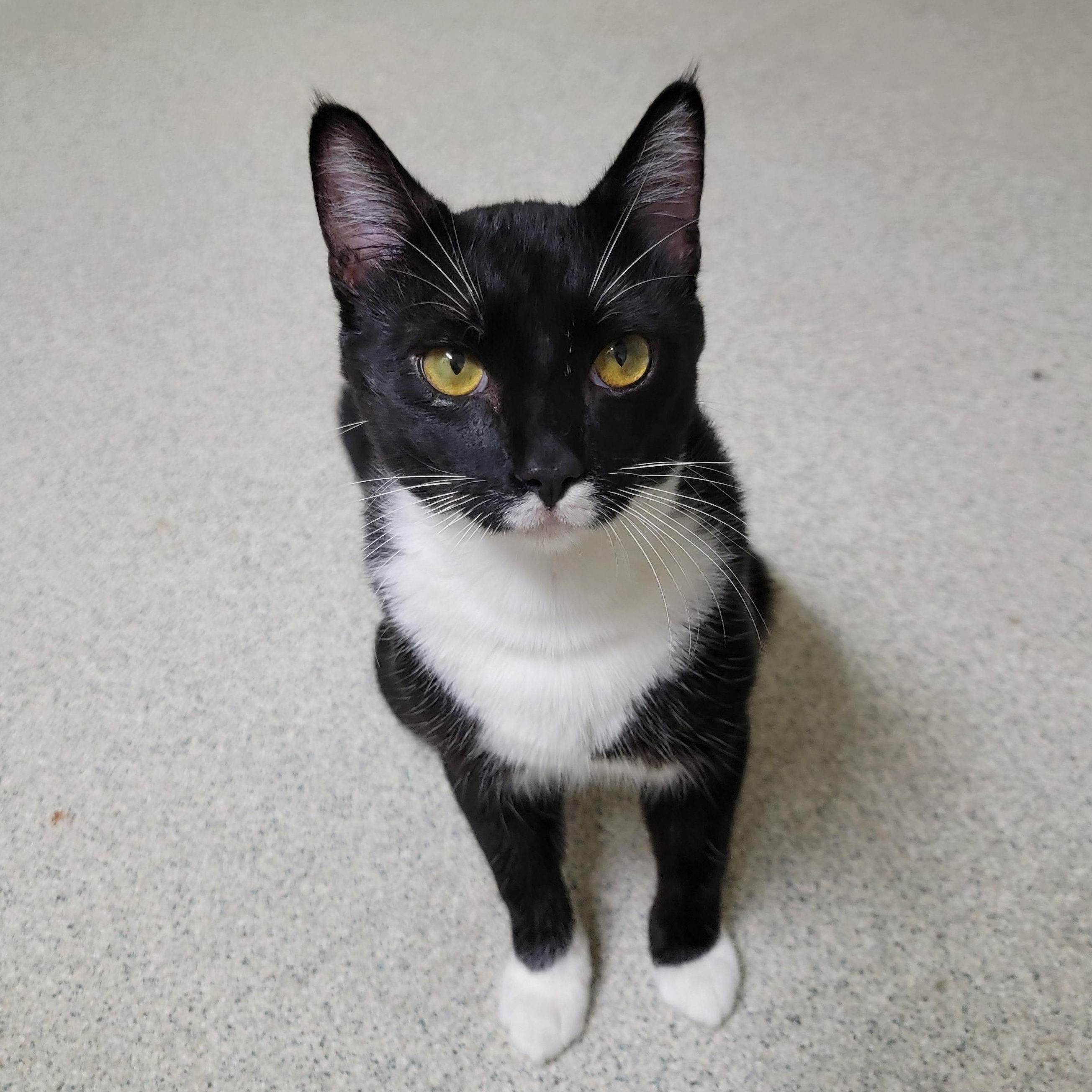 Tatum, an adoptable mixed breed in Camp Pendleton, CA image 3/3