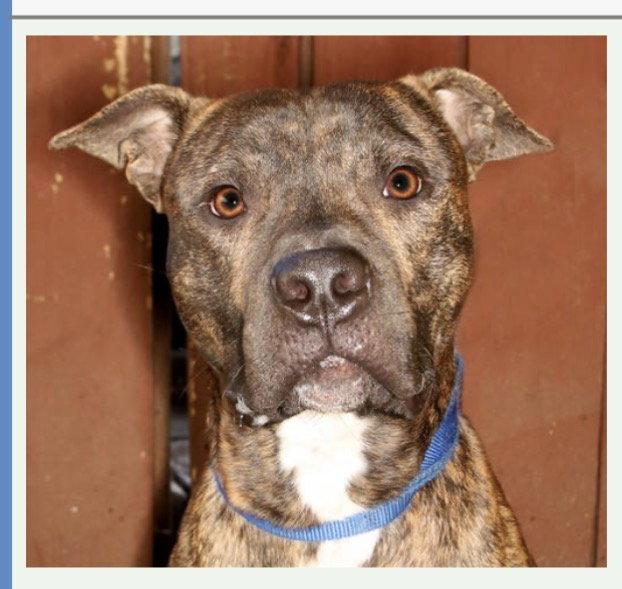 Jamison, Adoptable, Young Male Mastiff.