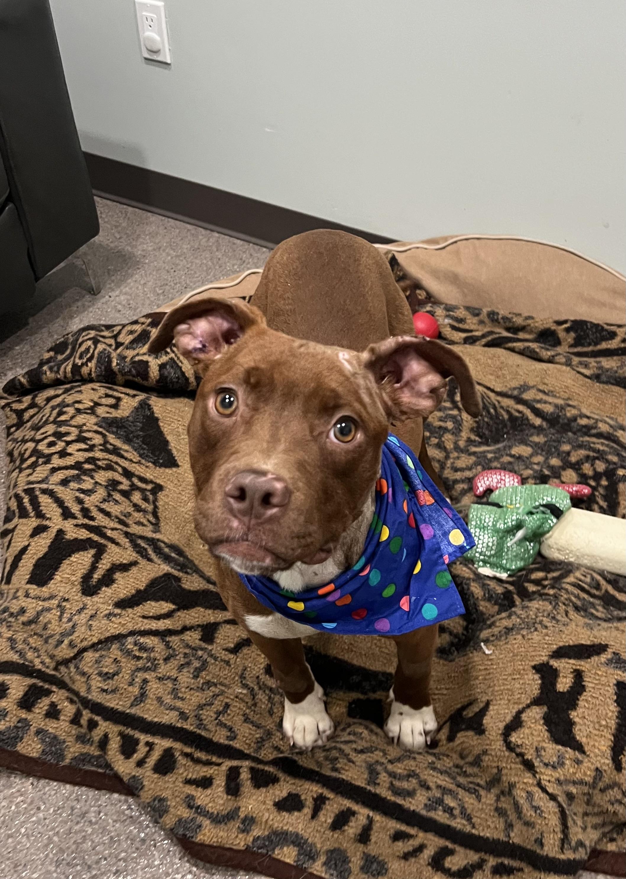 Buttercup, Young Female Mixed Breed