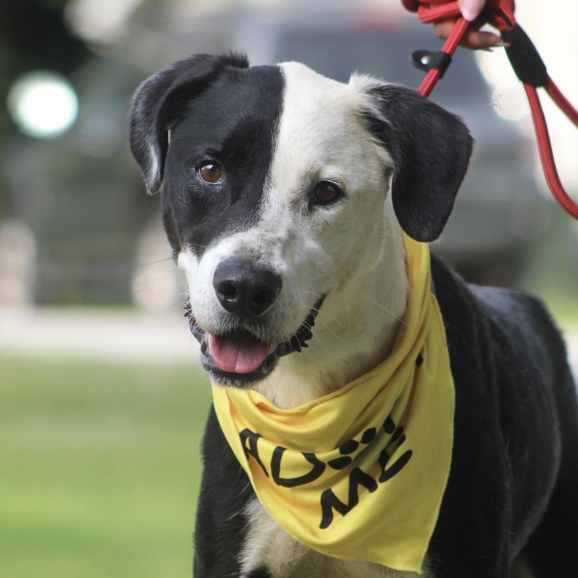 Enlarge Tiny, a Adoptable mixed breed in Jamaica Plain, MA image 1/6