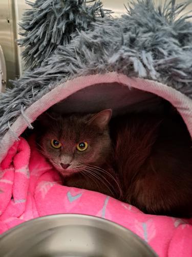 Silver, Adoptable, Adult Female Domestic Medium Hair.