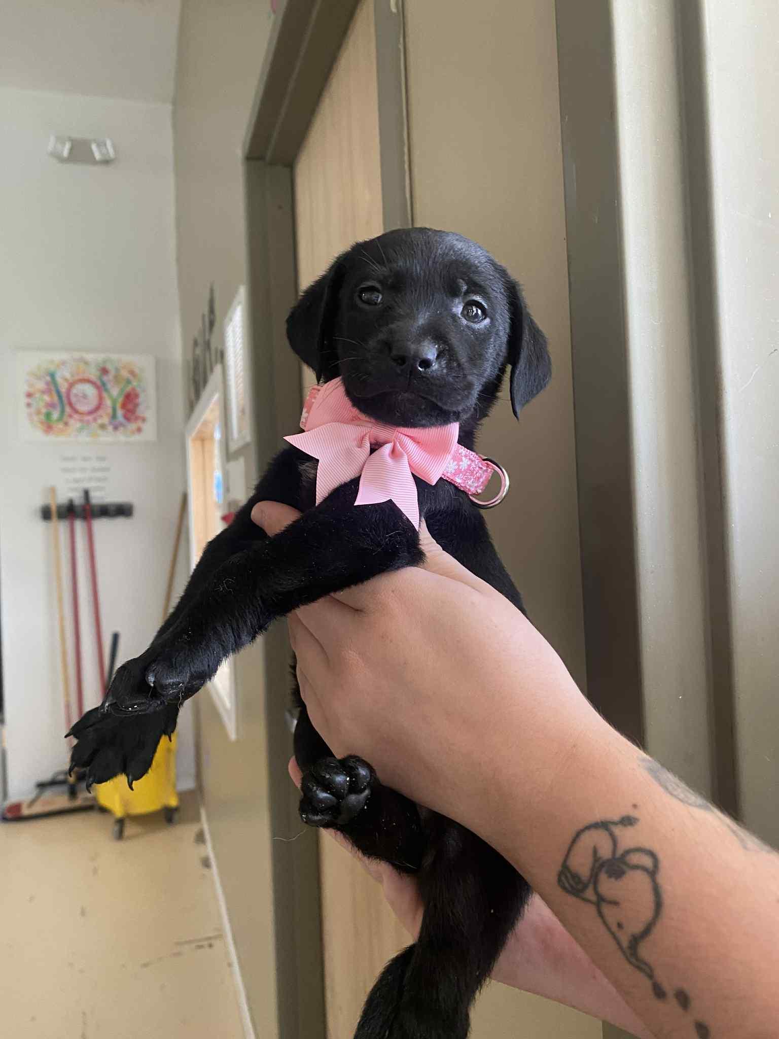 Lily