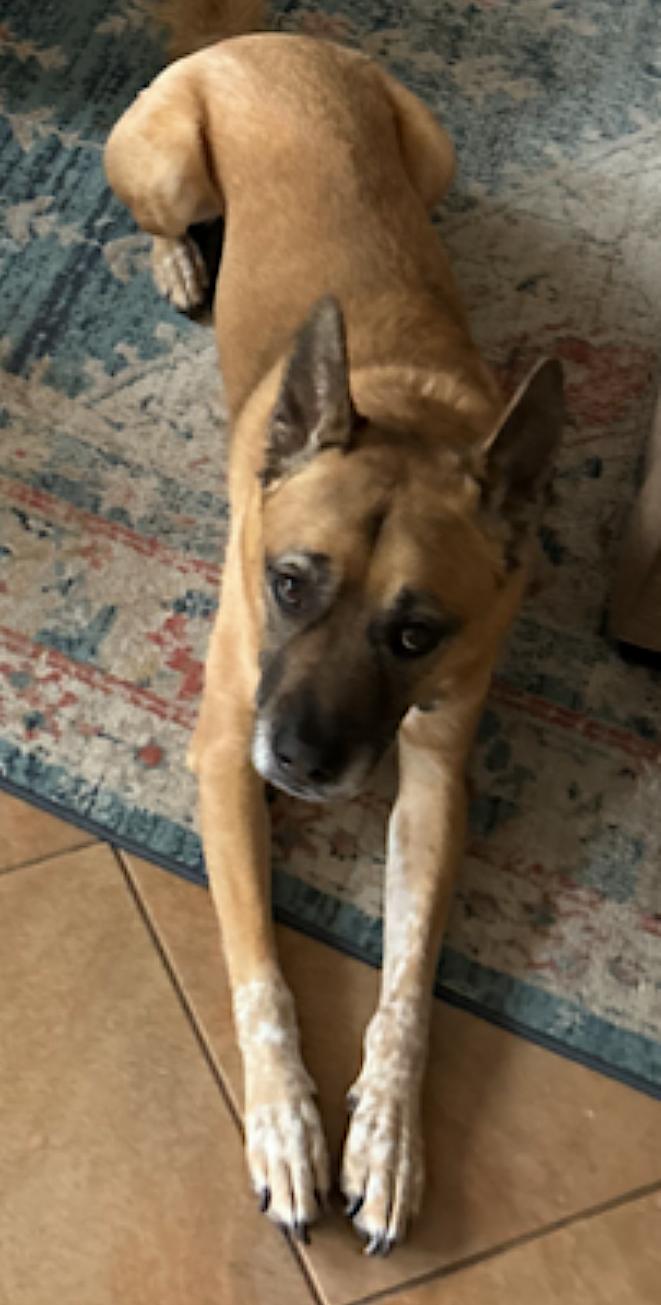 Duke — thumbnail 4