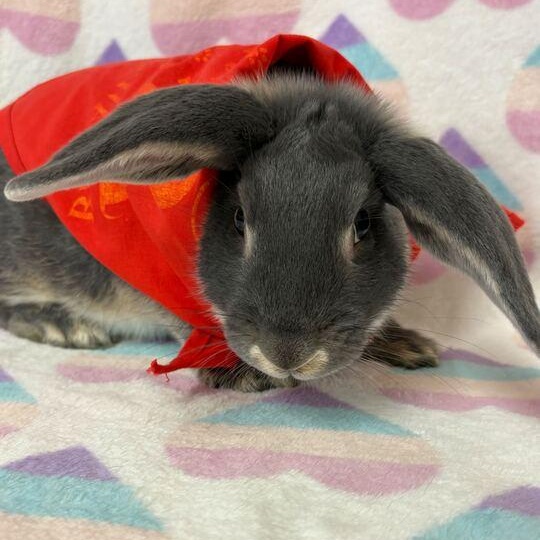 Enlarge Evil Knievel, an adopted Bunny Rabbit in Flatwoods, KY image 3/4