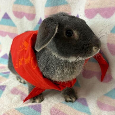 Enlarge Evil Knievel, an adopted Bunny Rabbit in Flatwoods, KY image 4/4