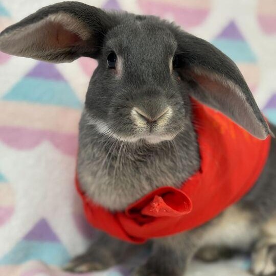Enlarge Evil Knievel, an adopted Bunny Rabbit in Flatwoods, KY image 1/4