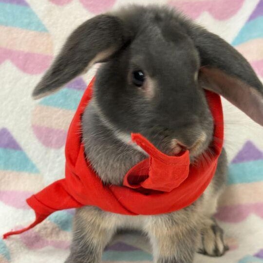 Enlarge Evil Knievel, an adopted Bunny Rabbit in Flatwoods, KY image 2/4