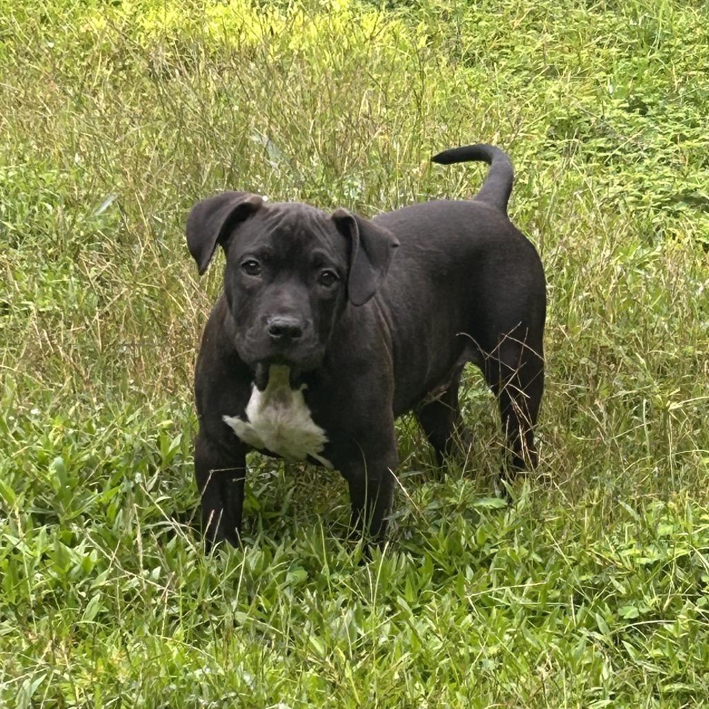 Bruce, Adoptable, Young Male American Staffordshire Terrier.