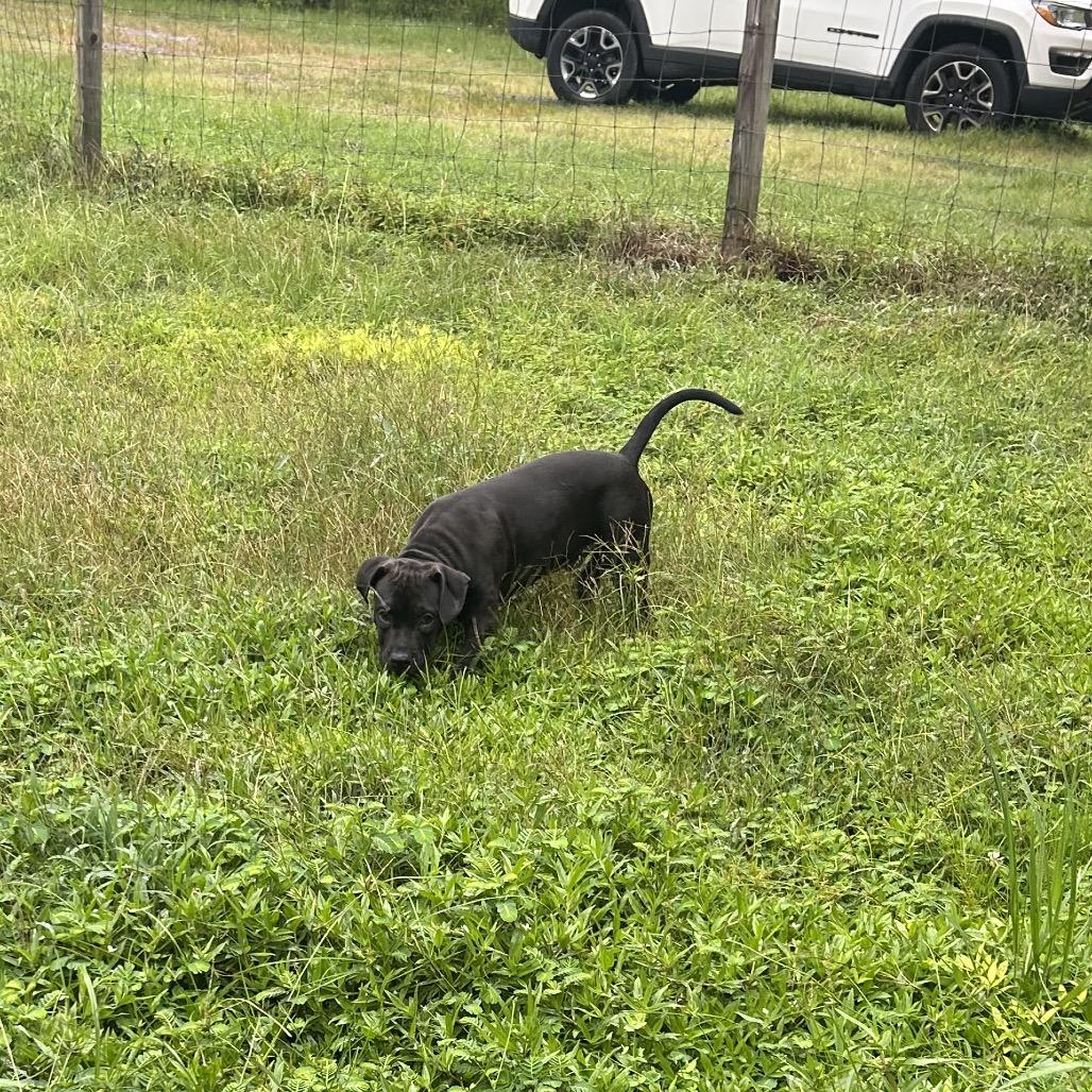 Enlarge Bruce, a Adoptable American Staffordshire Terrier in Aberdeen, NC image 3/6