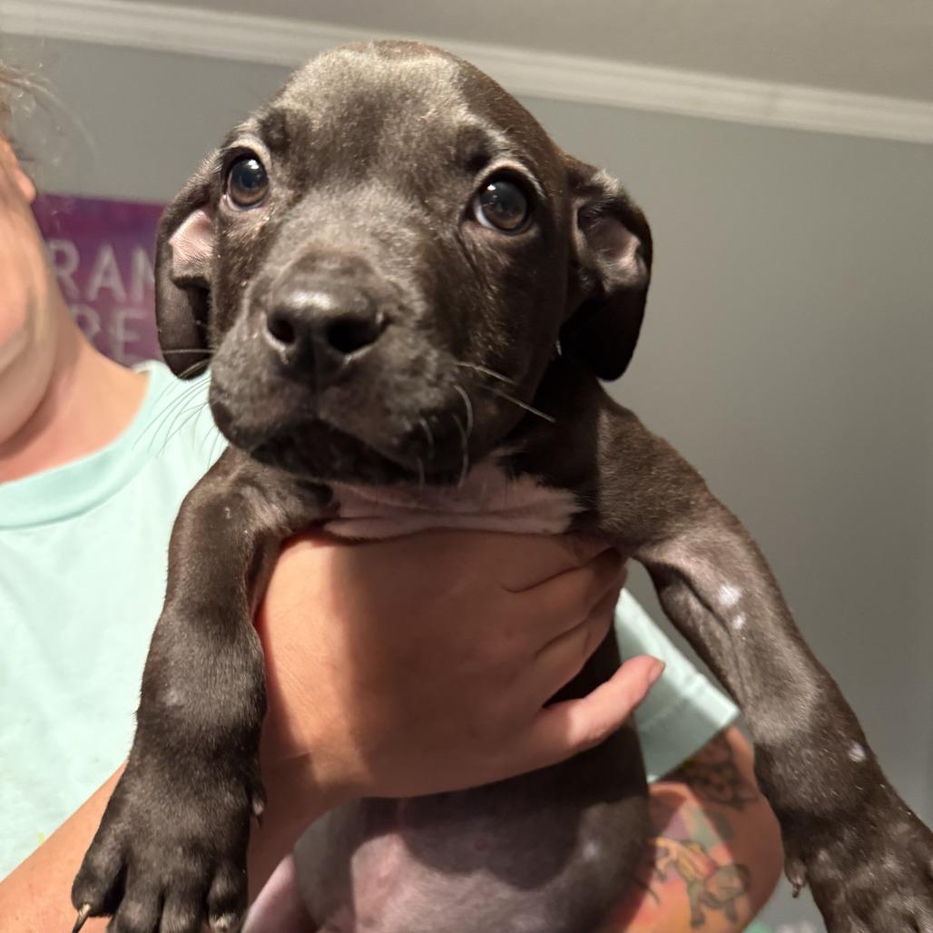 Enlarge Bruce, a Adoptable American Staffordshire Terrier in Aberdeen, NC image 5/6