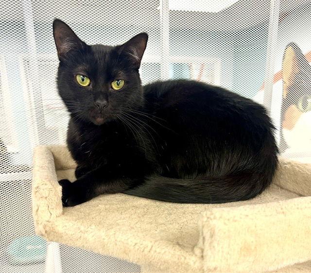 Brownie, Adopted, Adult Female Domestic Short Hair.