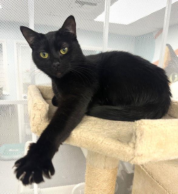 Enlarge Brownie, a Adopted Domestic Short Hair in West Hills, CA image 2/3