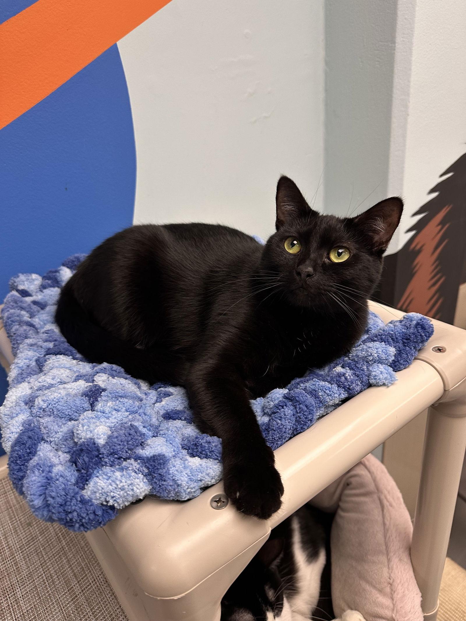 Enlarge Brownie, a Adopted Domestic Short Hair in West Hills, CA image 3/3