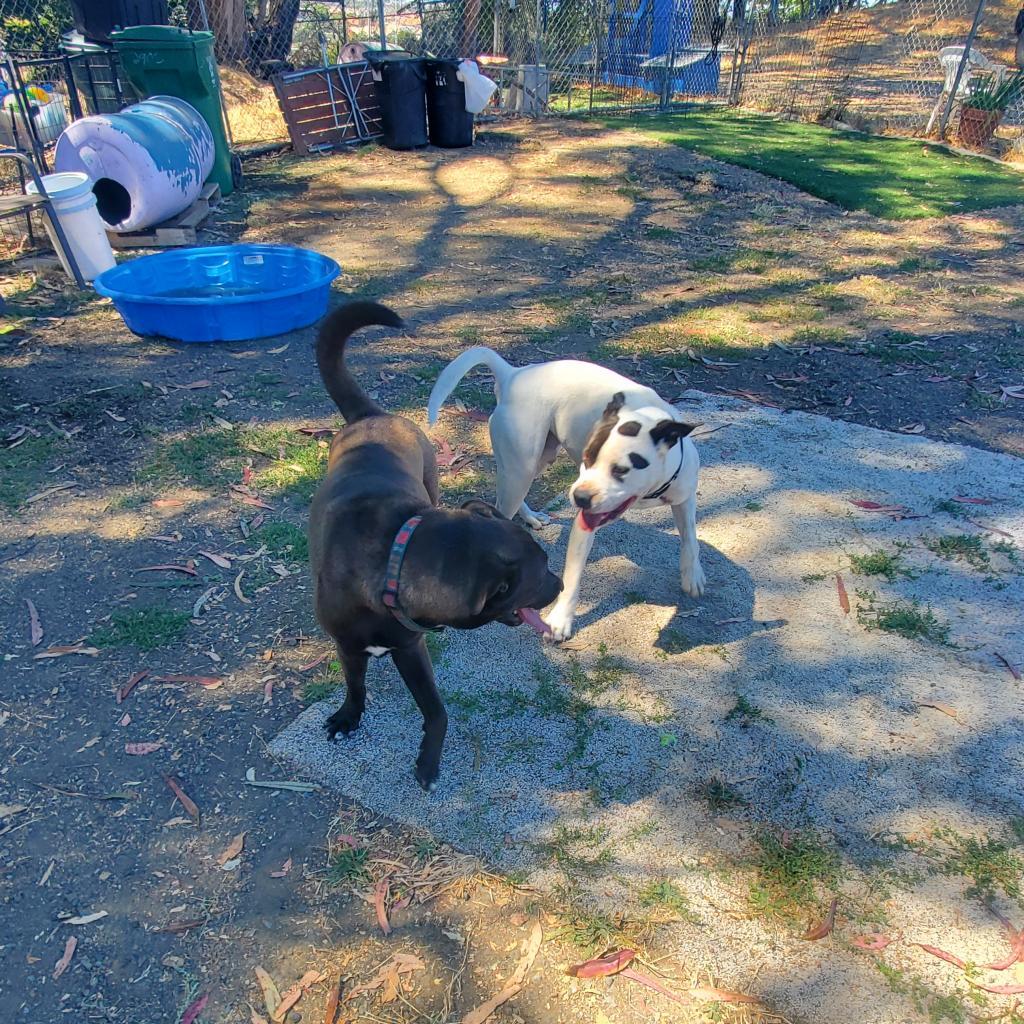 Enlarge Harley, a Adoptable Pit Bull Terrier image 1/6
