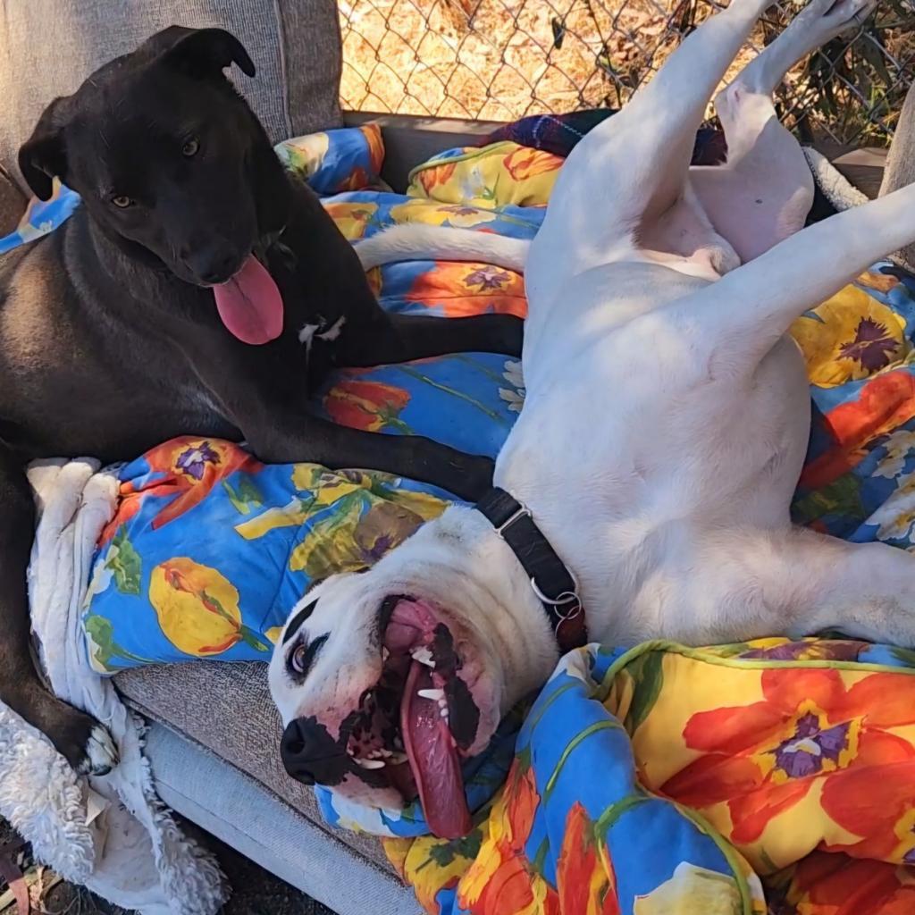 Enlarge Harley, a Adoptable Pit Bull Terrier image 2/6