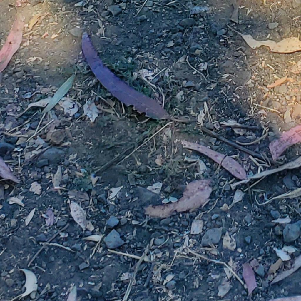 Enlarge Harley, a Adoptable Pit Bull Terrier image 3/6