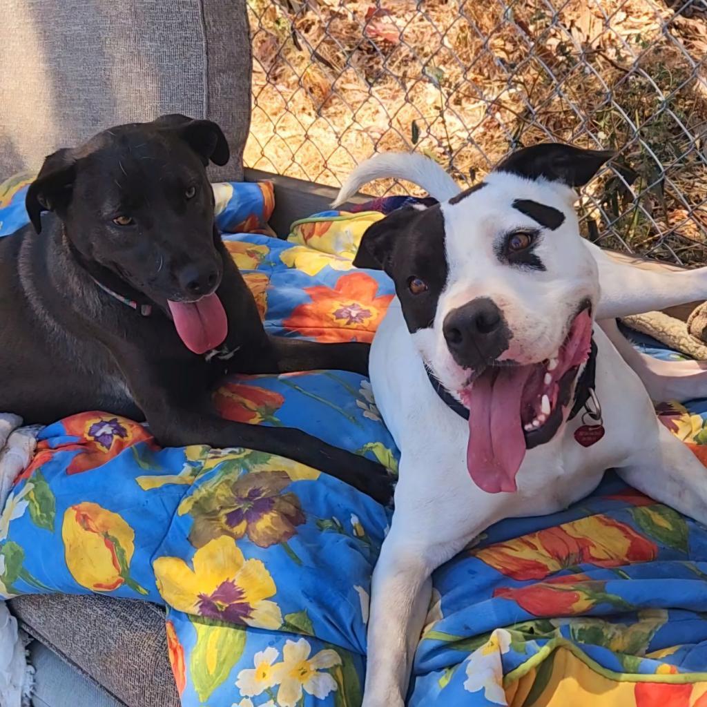 Enlarge Harley, a Adoptable Pit Bull Terrier image 4/6