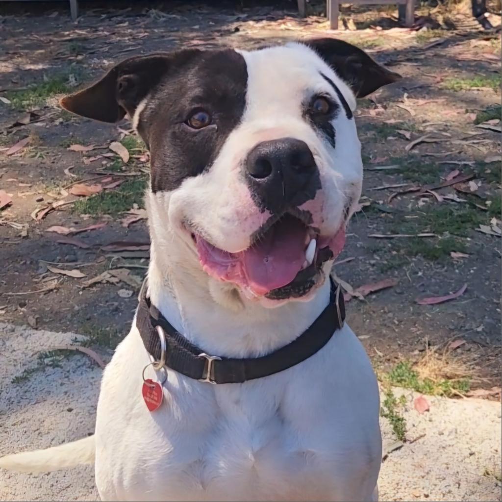 Enlarge Harley, a Adoptable Pit Bull Terrier image 5/6