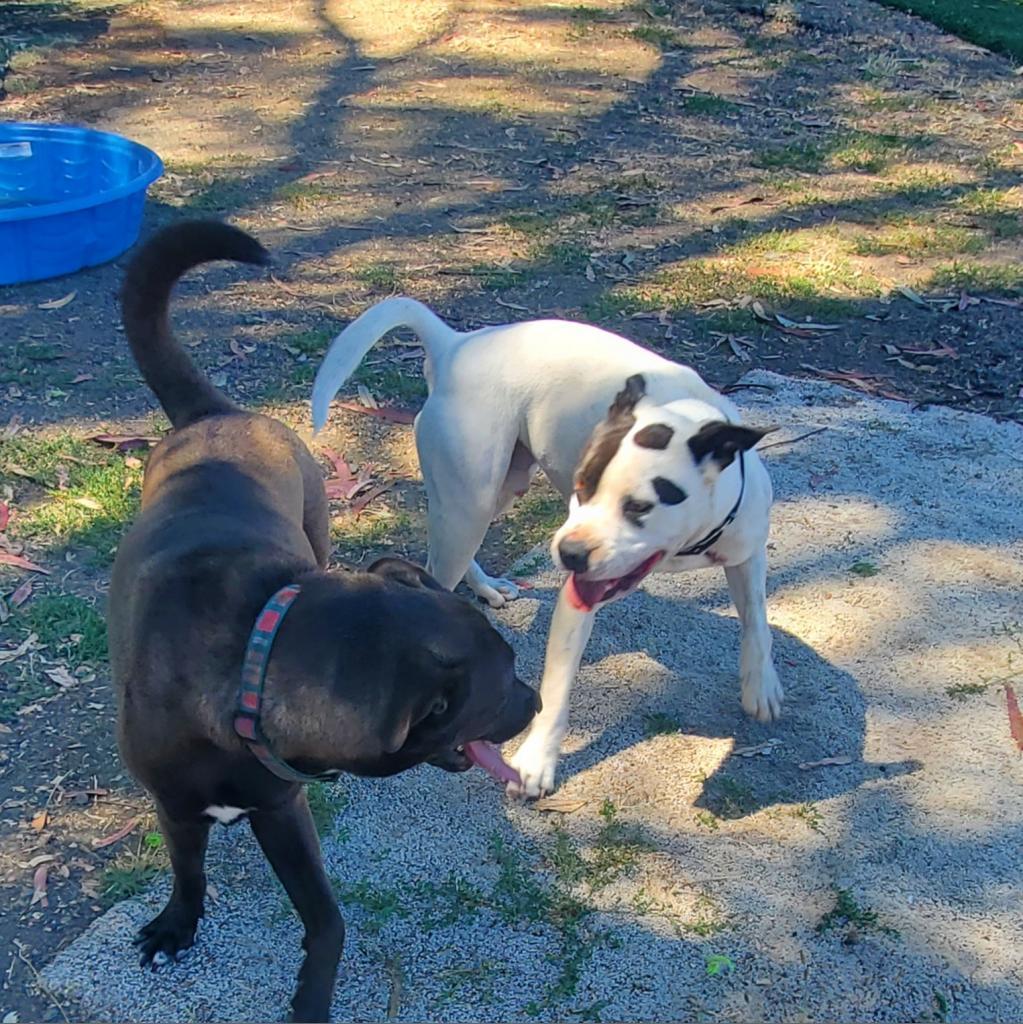 Enlarge Harley, a Adoptable Pit Bull Terrier image 6/6